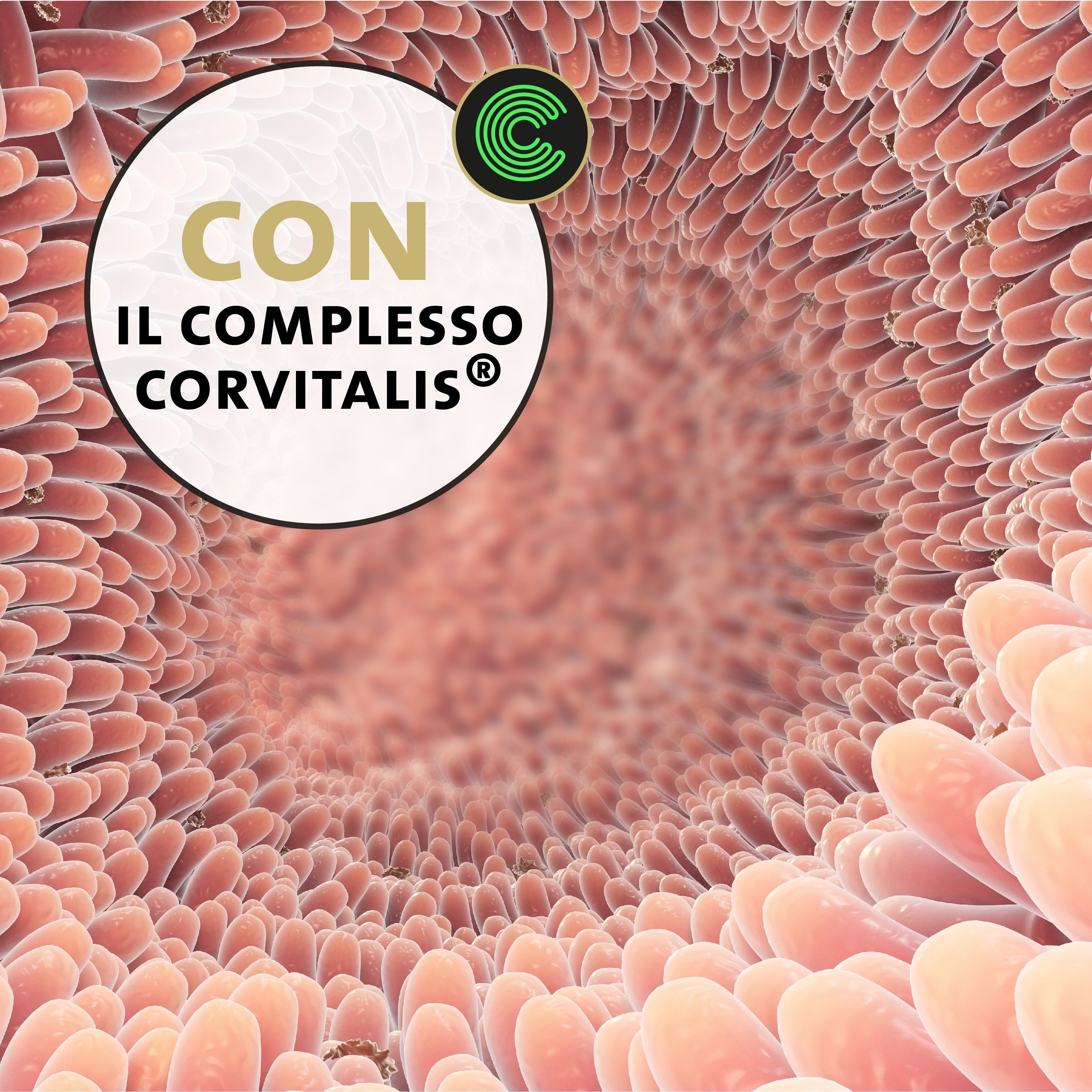 Vista microscopica dell'intestino. Testo: Con il complesso Corvitalis.