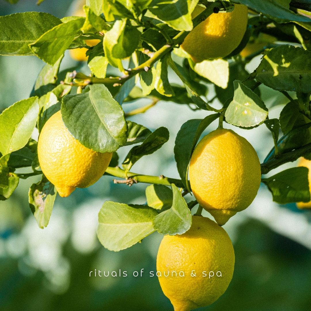 Limoni su un albero. Foglie e luce solare.