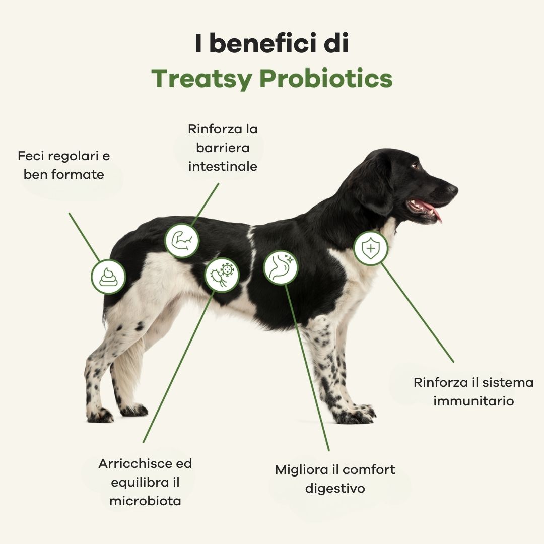 Illustrazione di un cane con frecce che evidenziano i benefici dei probiotici Treatsy: digestione, sistema immunitario, ecc.