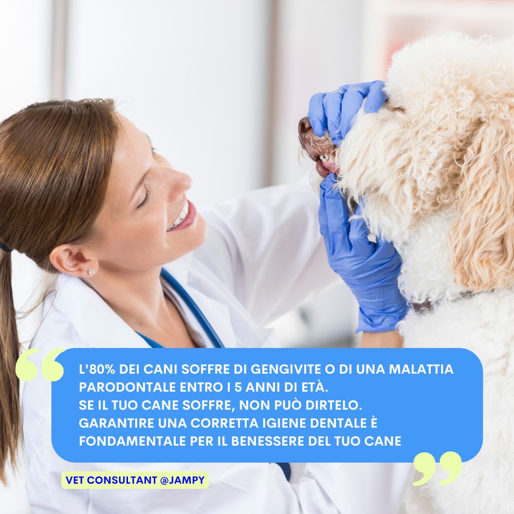 Veterinaria che esamina i denti di un cane. Testo: "L'80% dei cani soffre di gengivite". "Garantire una corretta igiene dentale".