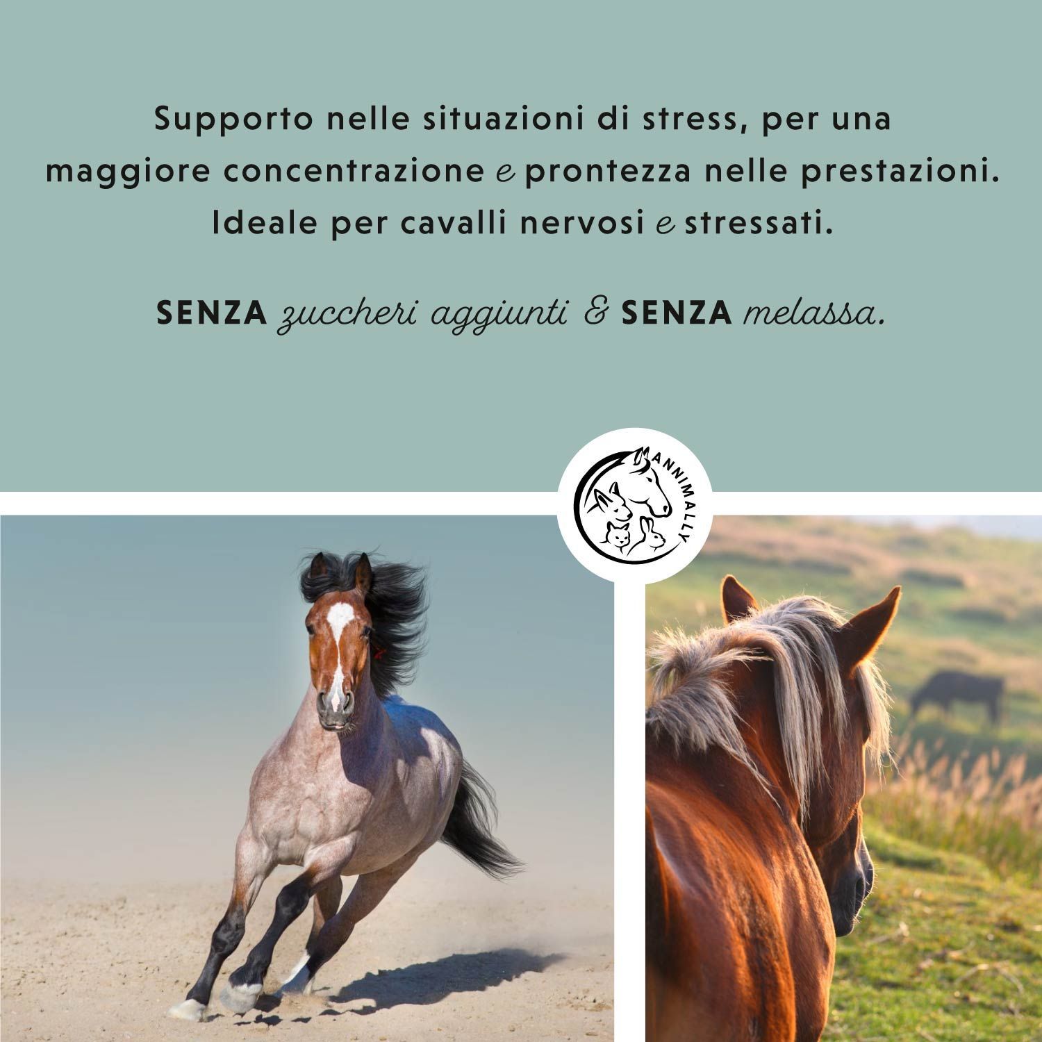 Campo di testo con testo su situazioni di stress e concentrazione. Logo con cavallo e coniglio. Cavalli in un campo.