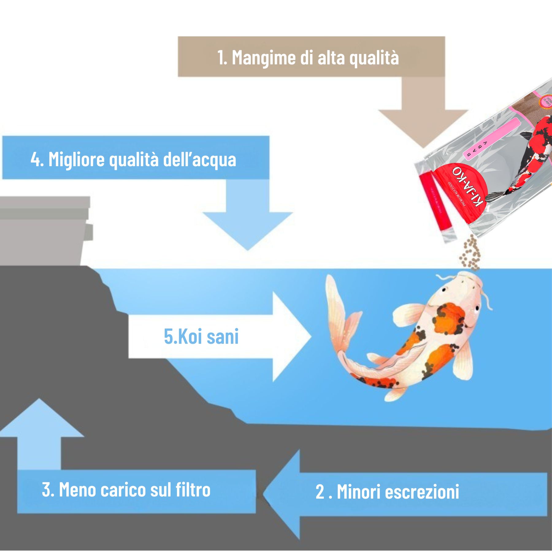 Illustrazione: carpa koi in acqua, frecce indicano i vantaggi del mangime per carpe koi: qualità dell'acqua.