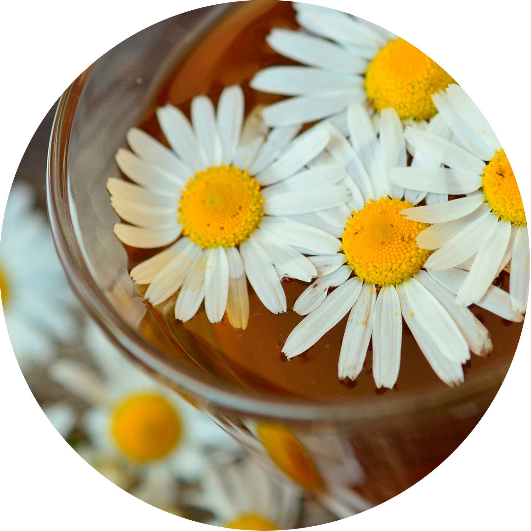 Primo piano di margherite in un liquido. Petali bianchi, centro giallo. Liquido color ambra.