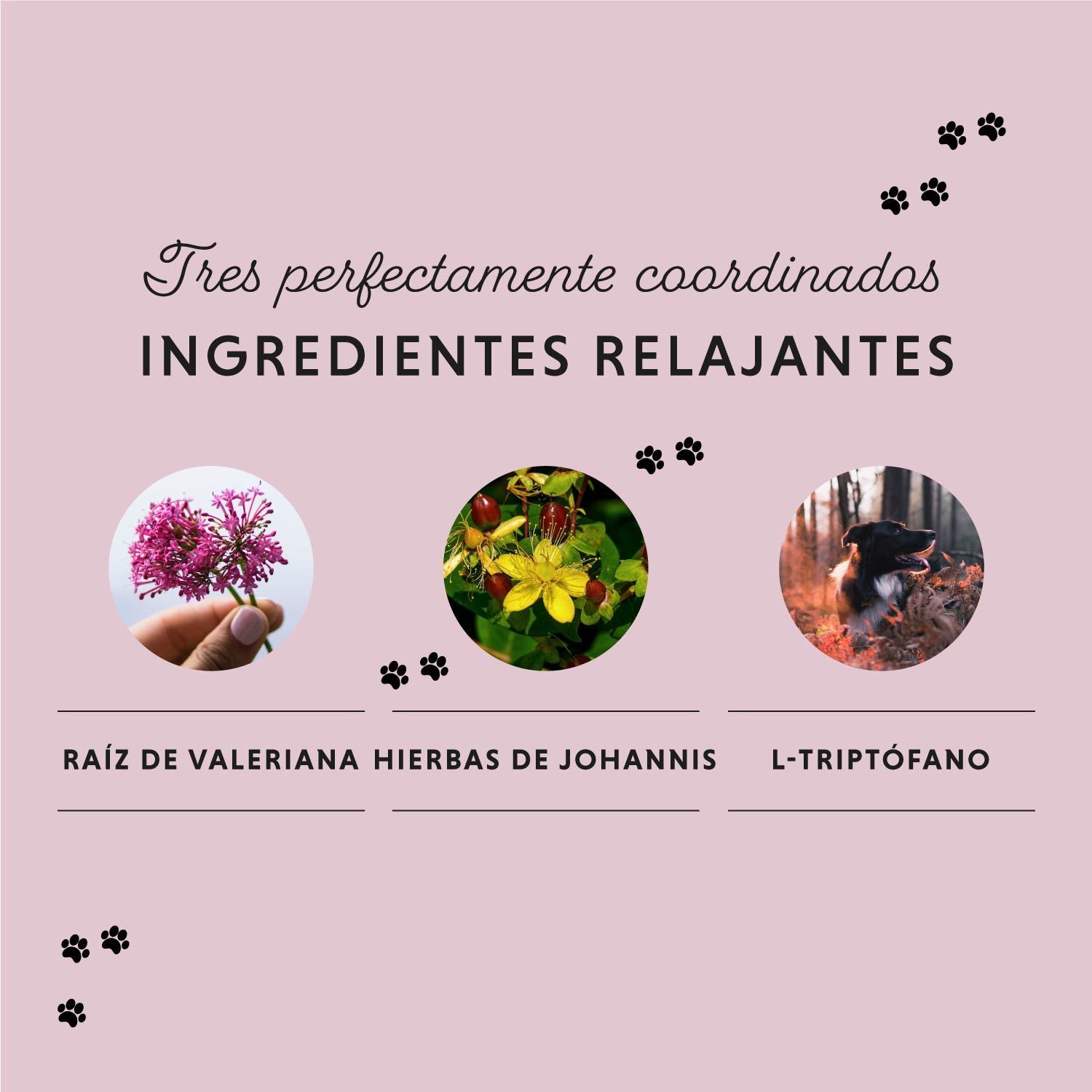 Sfondo rosa con tre cerchi. Ingredienti: Raíz de Valeriana, Hierbas de Johannis, L-Triptófano. Impronte di zampe.
