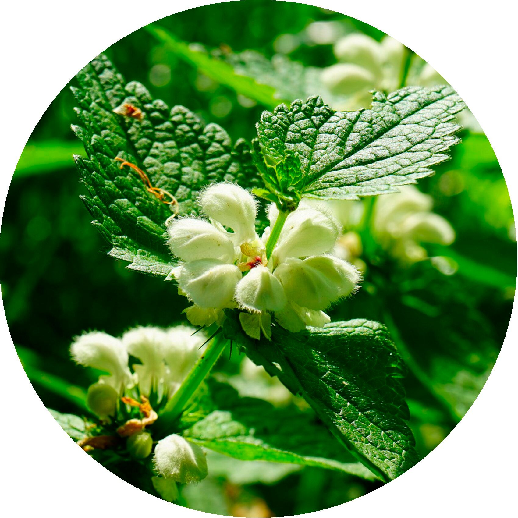 Primo piano di fiori bianchi con foglie verdi in un cerchio.