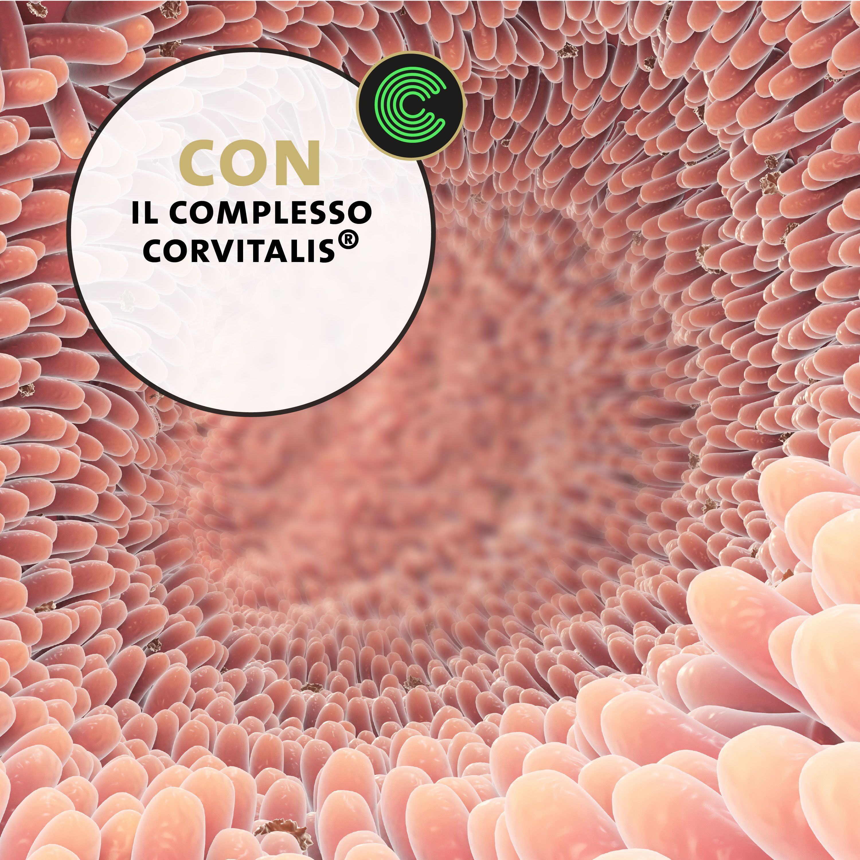Gattino mangia cibo con Peticare Detox-Mix, cucchiaio con polvere e gocce.