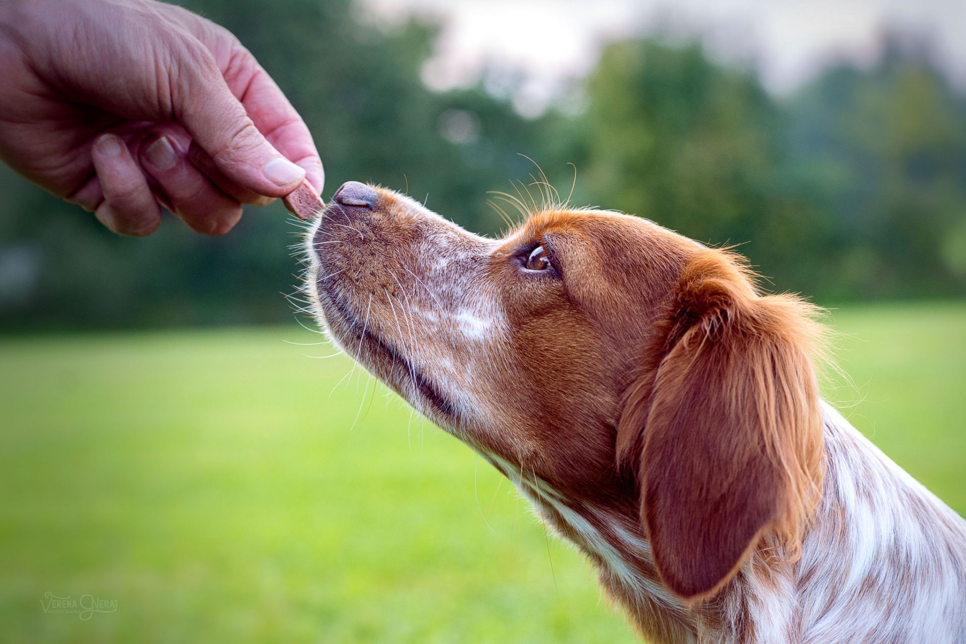 Cane guarda pezzo di cibo tenuto in mano. Sfondo: prato verde.