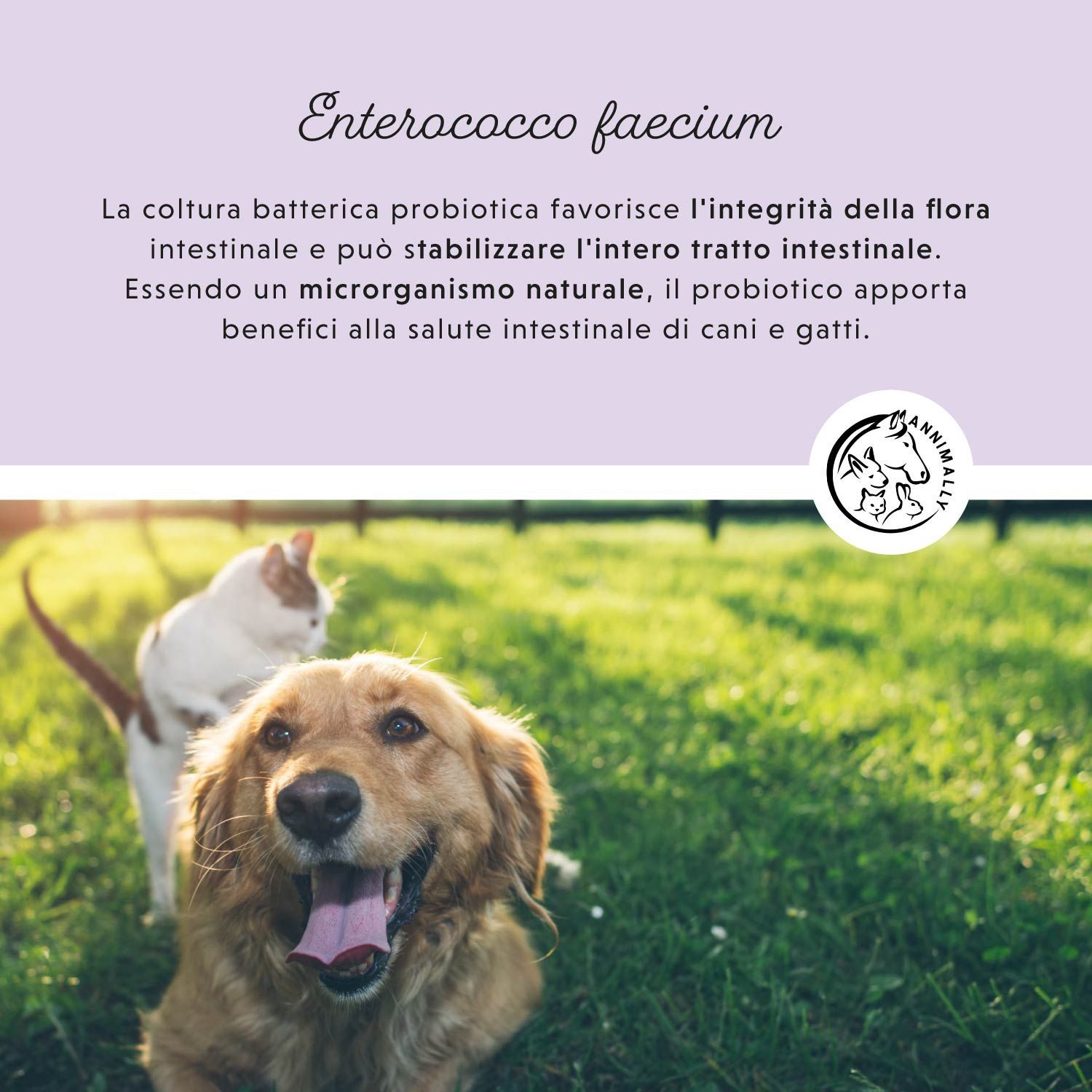 Testo su Enterococcus faecium. Logo con cane, coniglio e cavallo. Cane e gatto nell'erba.