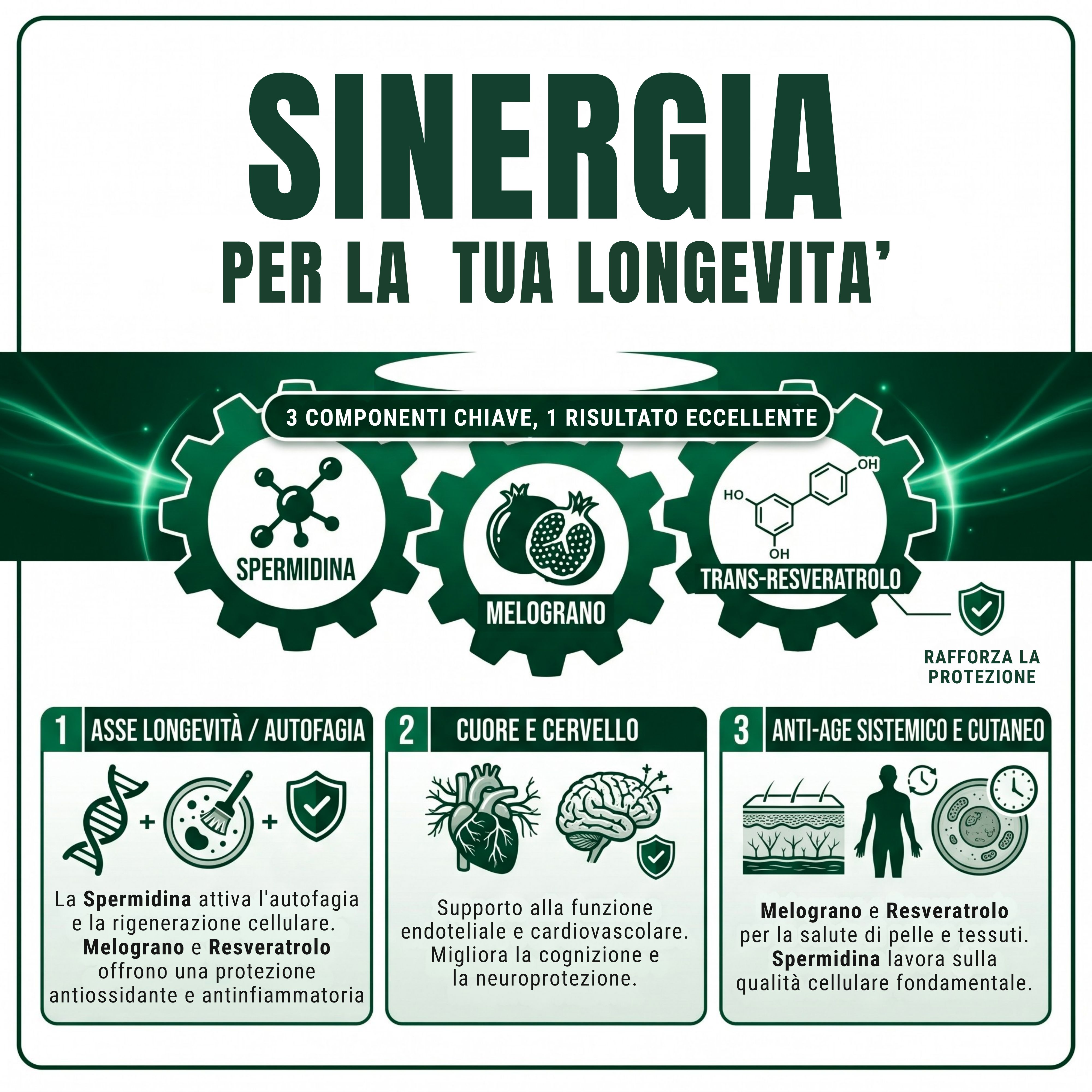 Grafica: 3 componenti chiave spermidina, melograno, transresveratrolo per longevità, cuore, cervello e pelle.