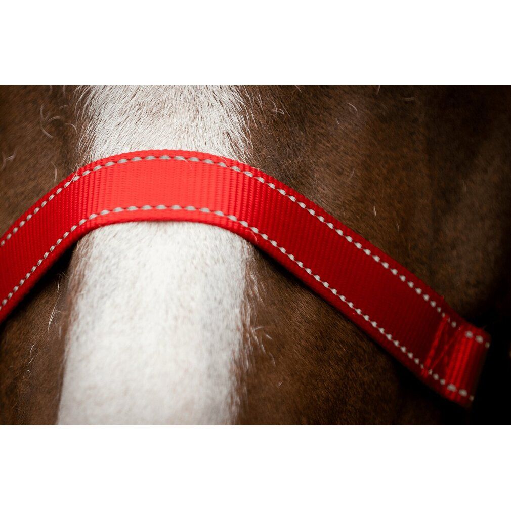 Fettuccia rossa con cuciture bianche. Dettaglio della cavezza. La fettuccia è sul pelo.