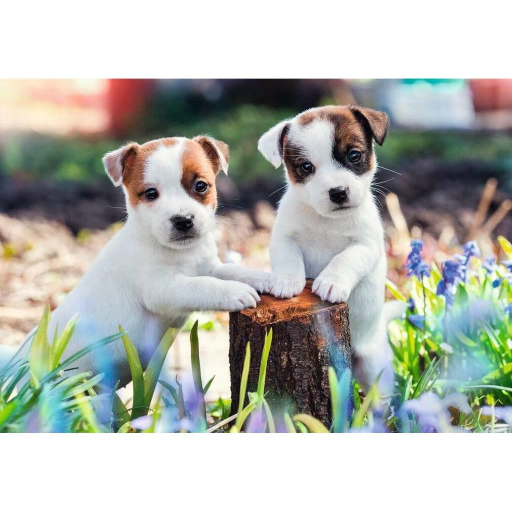 Due cuccioli bianchi con macchie marroni su un ceppo. Circondati da fiori ed erba.