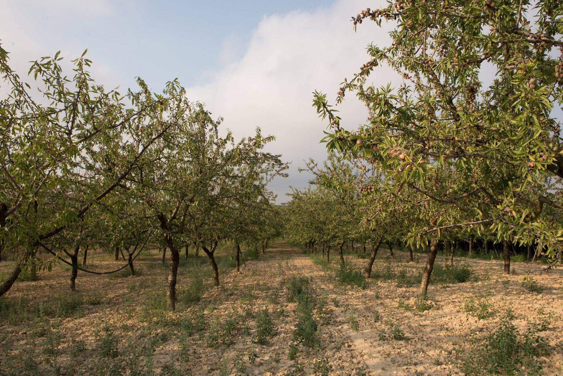 Terradiva mandorle pelate tostate biologiche