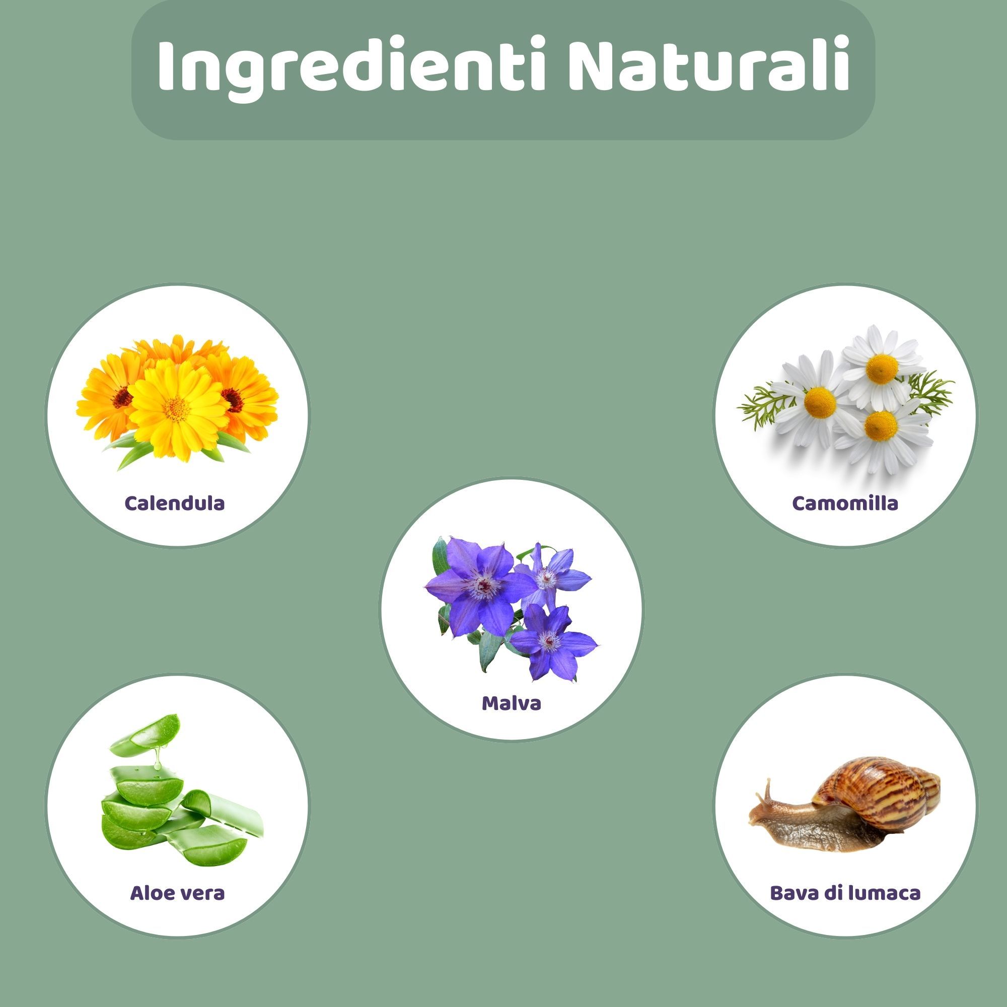 Illustrazione di un cane. Testo: Come si usa? 4 passaggi per l'applicazione del prodotto. Agitare il Flacone, Applicare, Pulire, Applicare.