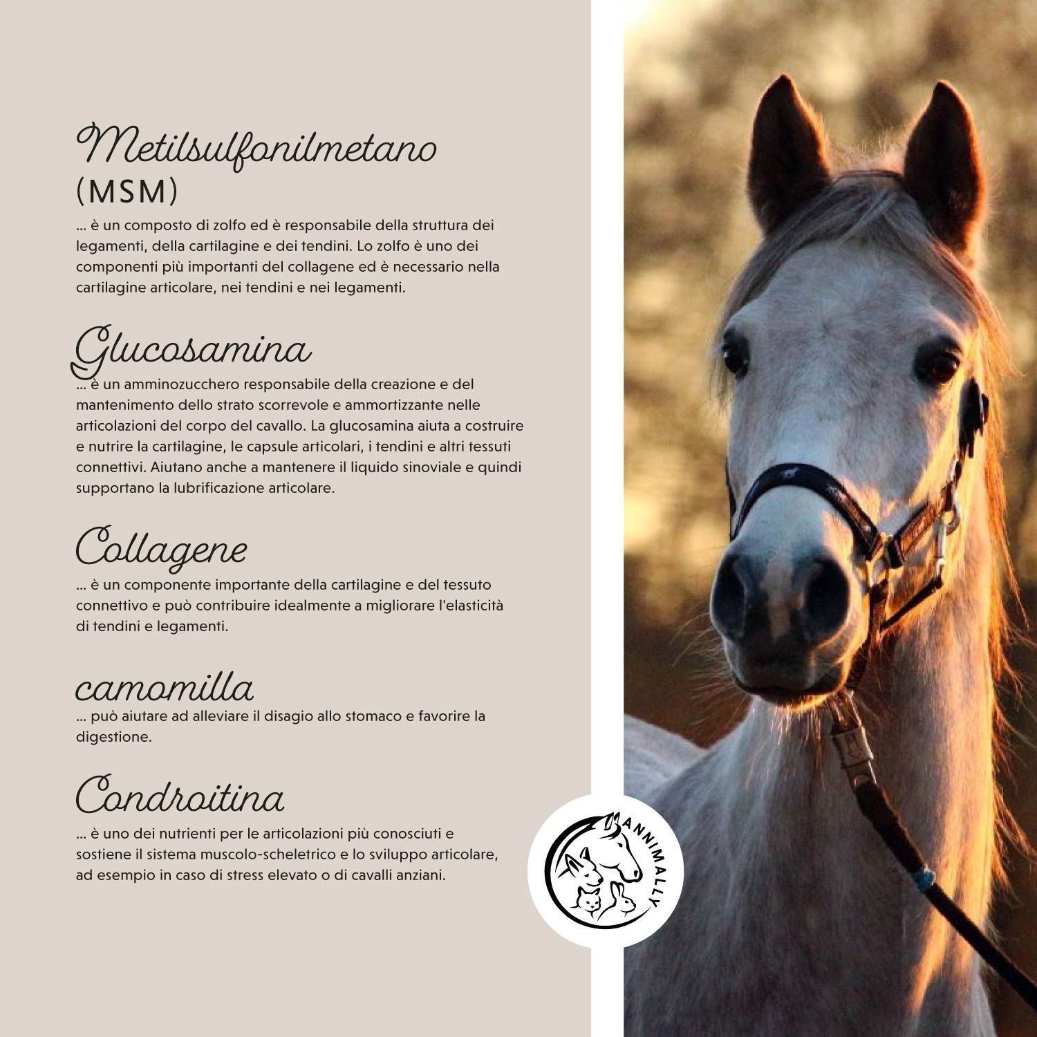 Testo con ingredienti e testa di cavallo. Ingredienti: Metilsulfonilmetano, Glucosamina, Collagene, Camomilla, Condroitina.