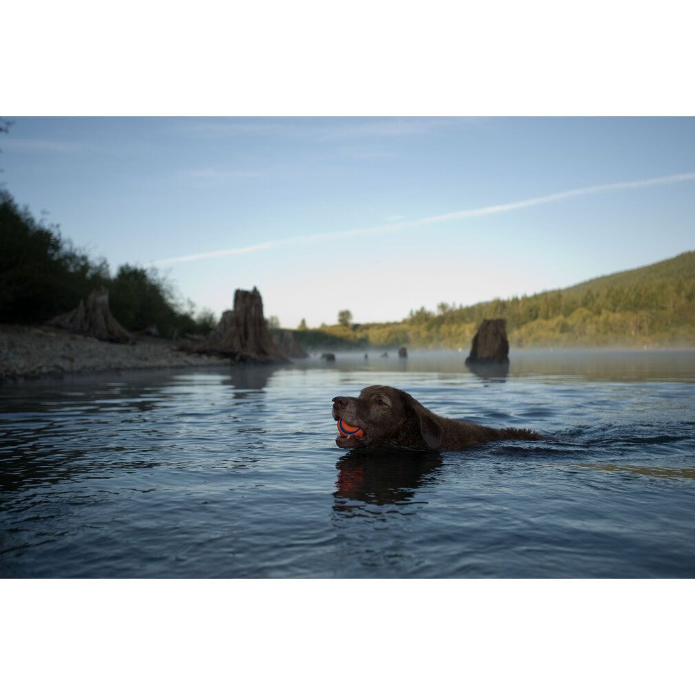 Un cane nuota in acqua con una pallina arancione in bocca.