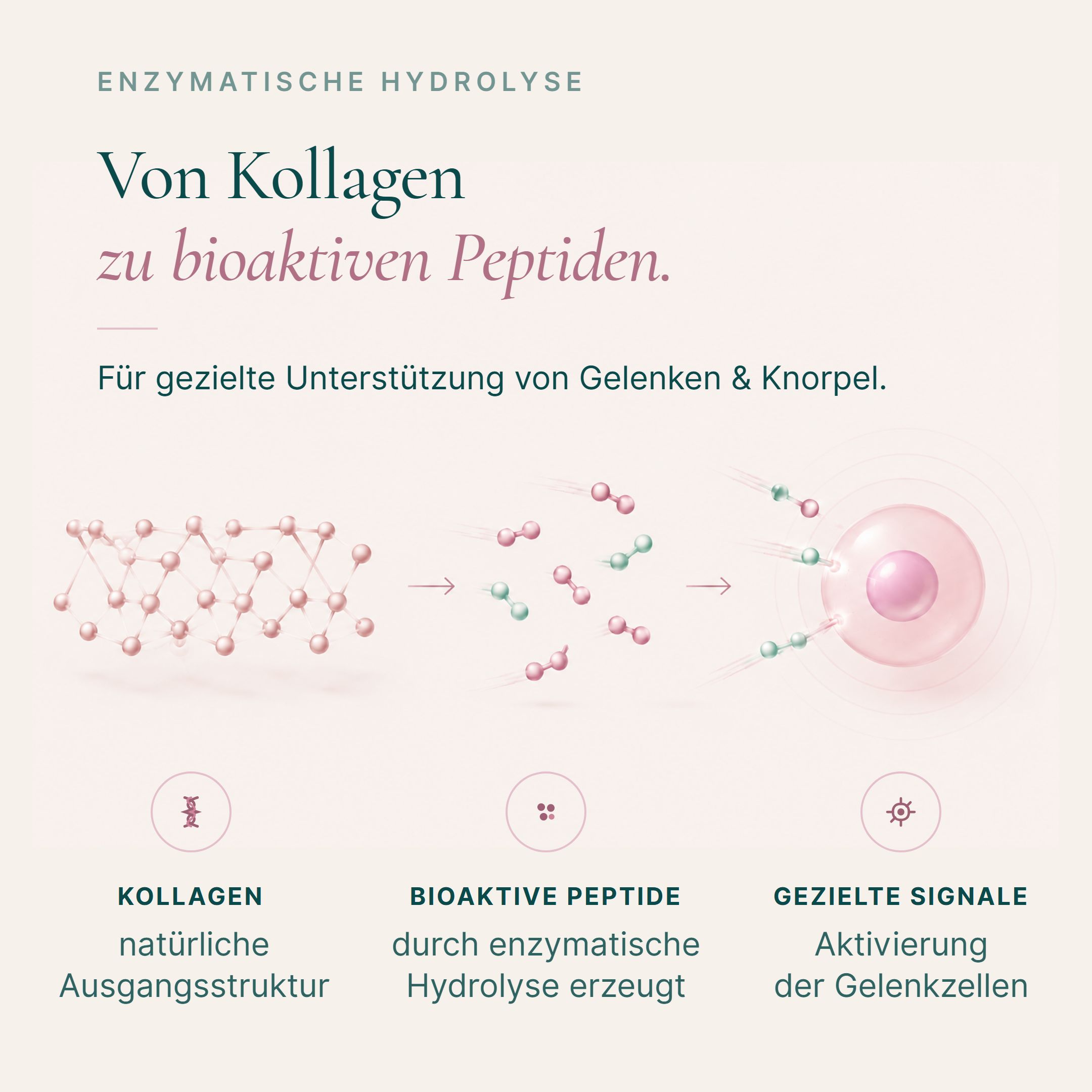 Rappresentazione grafica del processo dal collagene ai peptidi bioattivi tramite idrolisi enzimatica per il supporto di articolazioni e cartilagine.