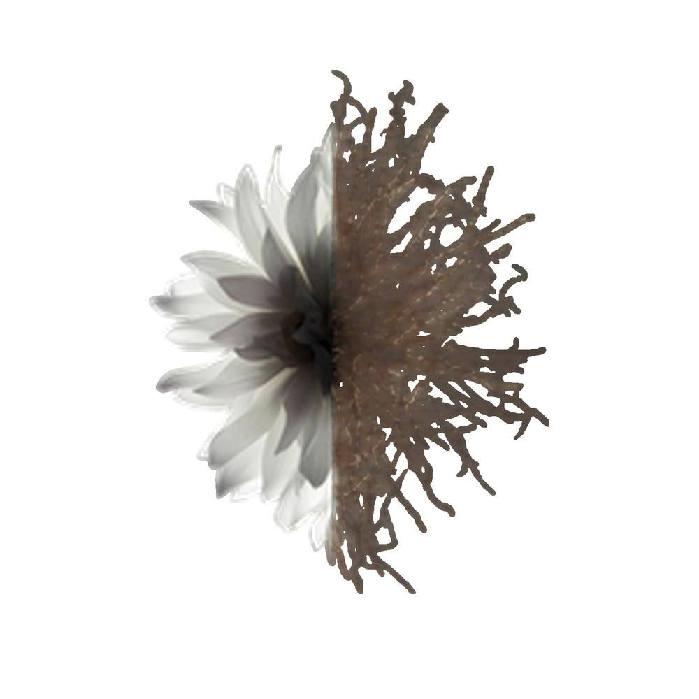 Metà fiore, metà petali, altra metà rami marroni. Su sfondo bianco.