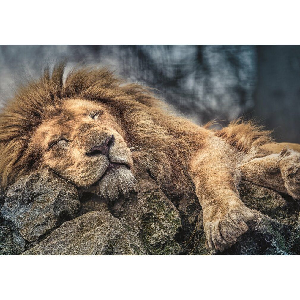 Pz. leone addormentato 1000T.