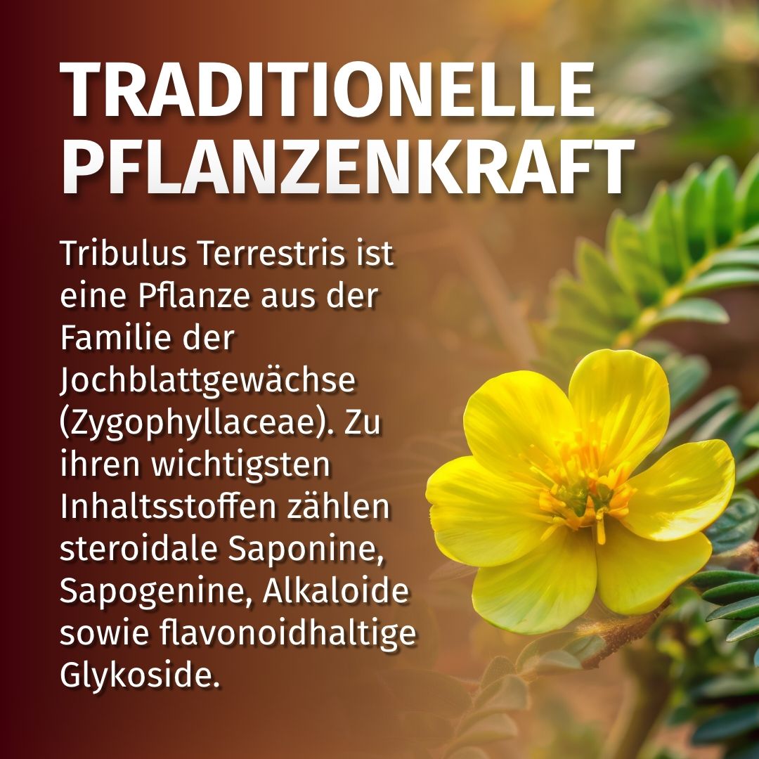 Pianta di Tribulus Terrestris con fiore giallo. Testo: Forza vegetale tradizionale.