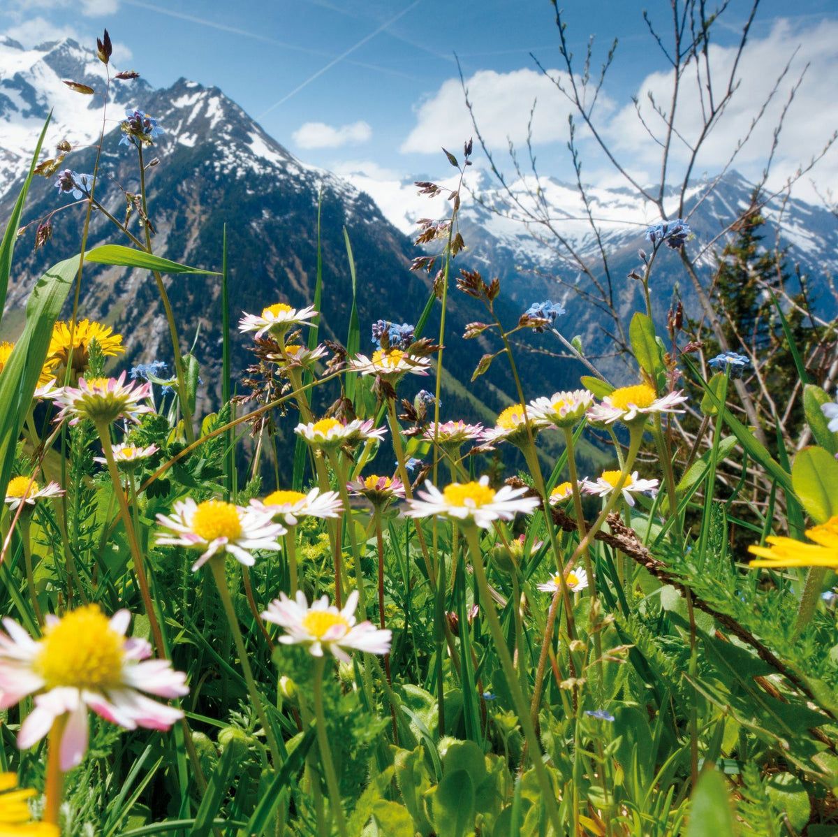 Prato con fiori in fiore e montagne sullo sfondo. Tempo soleggiato, cielo blu con nuvole.