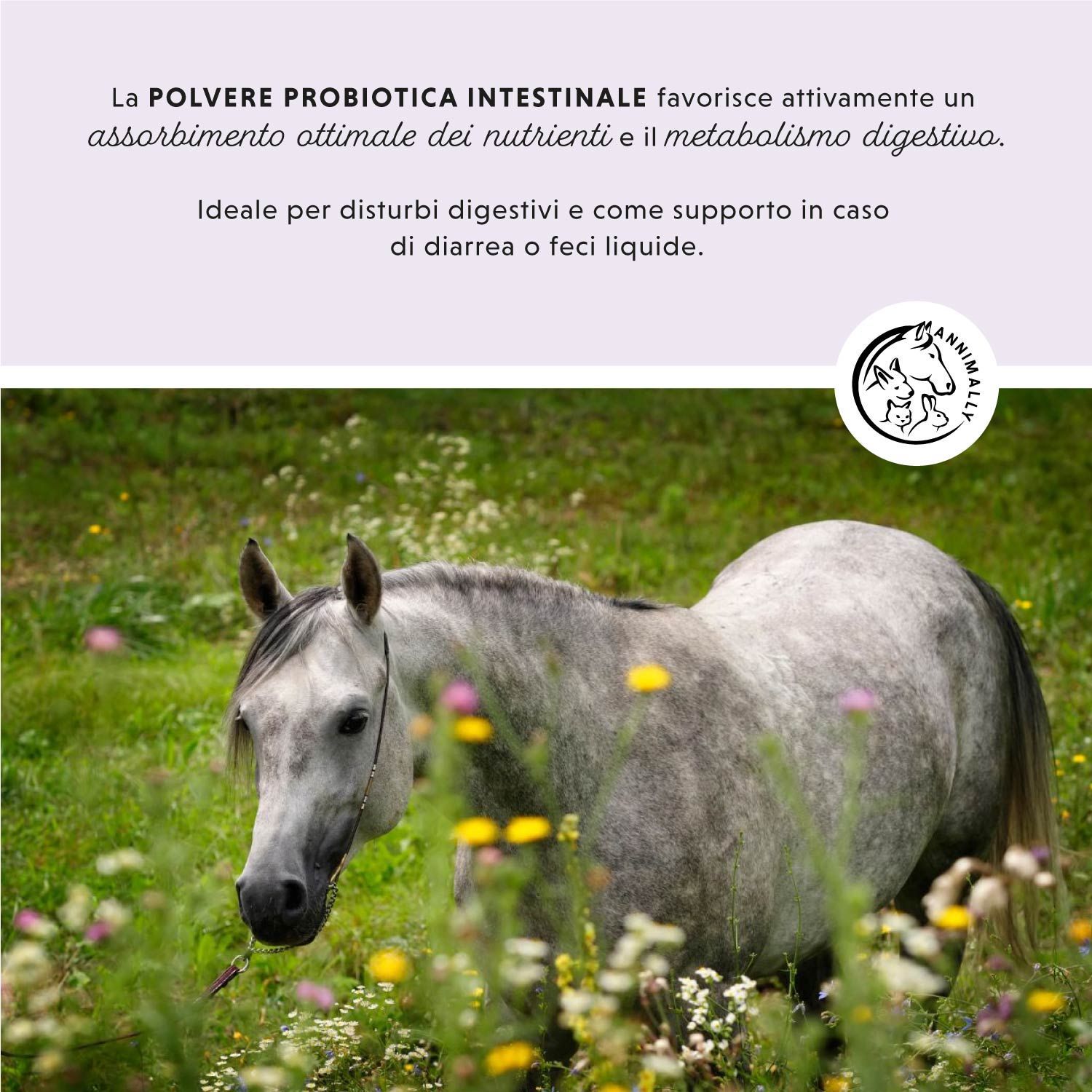 Cavallo in un prato fiorito. Testo: La polvere probiotica favorisce l'assorbimento dei nutrienti e il metabolismo.