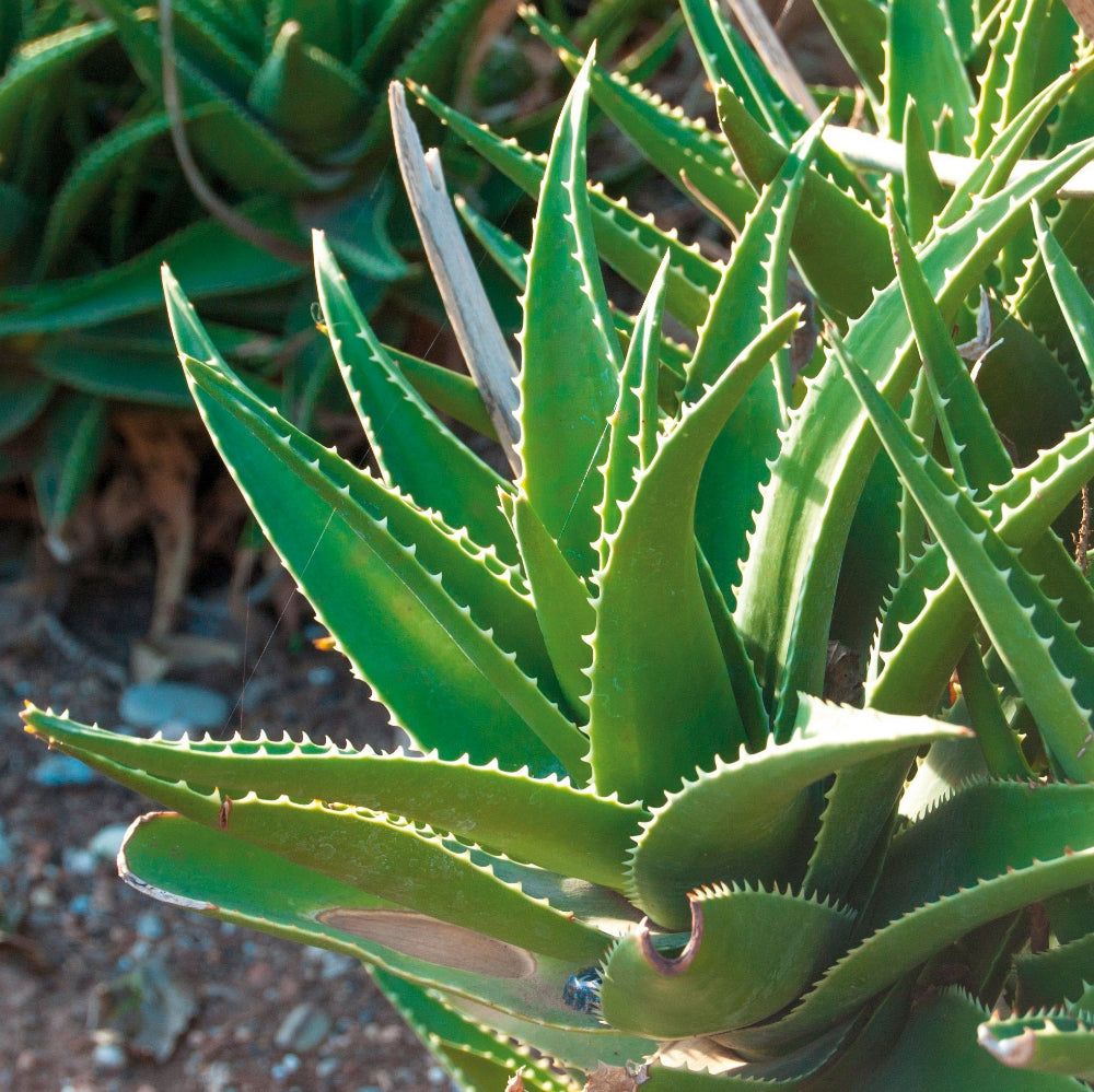 Primo piano di piante di aloe vera. Foglie verdi e carnose con bordi dentellati. Luce solare.