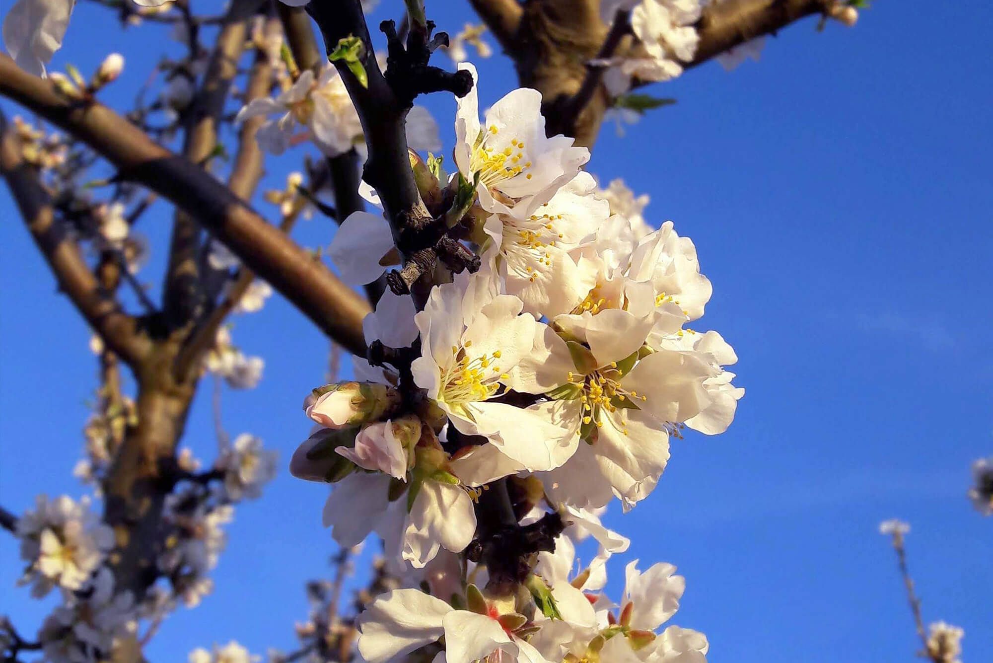 Terradiva sapone solido artigianale con olio extra vergine di oliva e farina di mandorle