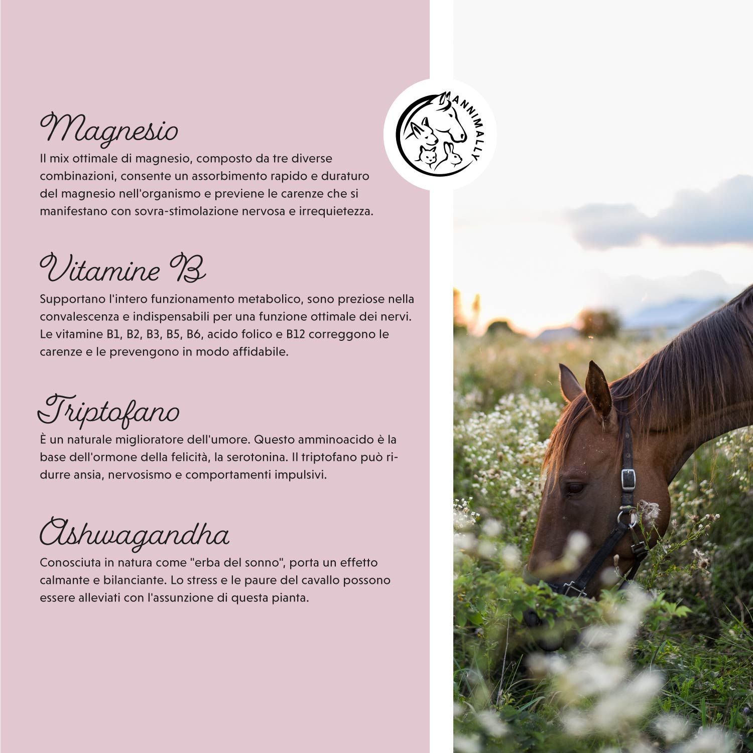 Testo sugli ingredienti: Magnesio, Vitamine B, Triptofano, Ashwagandha. Logo: Annimally. Immagine: cavallo in un prato.