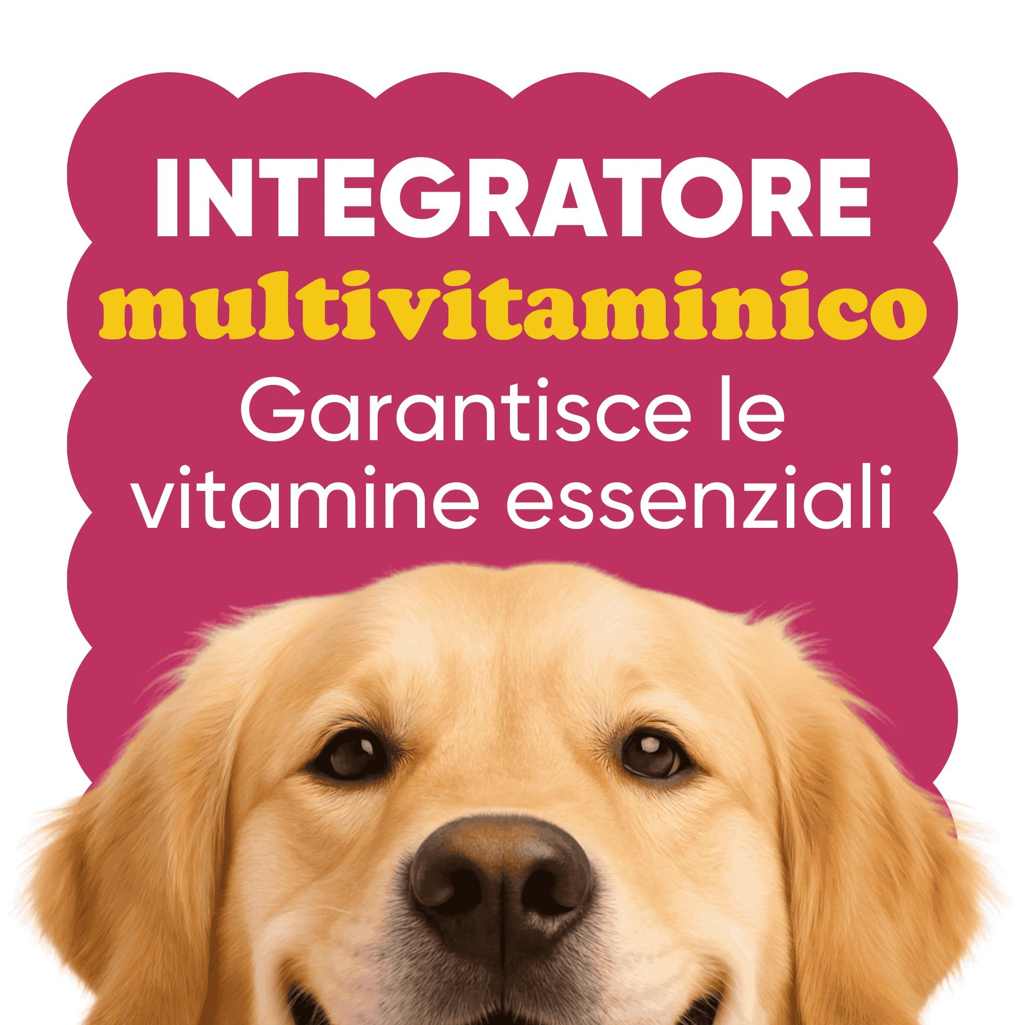 Golden Retriever. Testo: Integratore multivitaminico. Garantisce le vitamine essenziali.