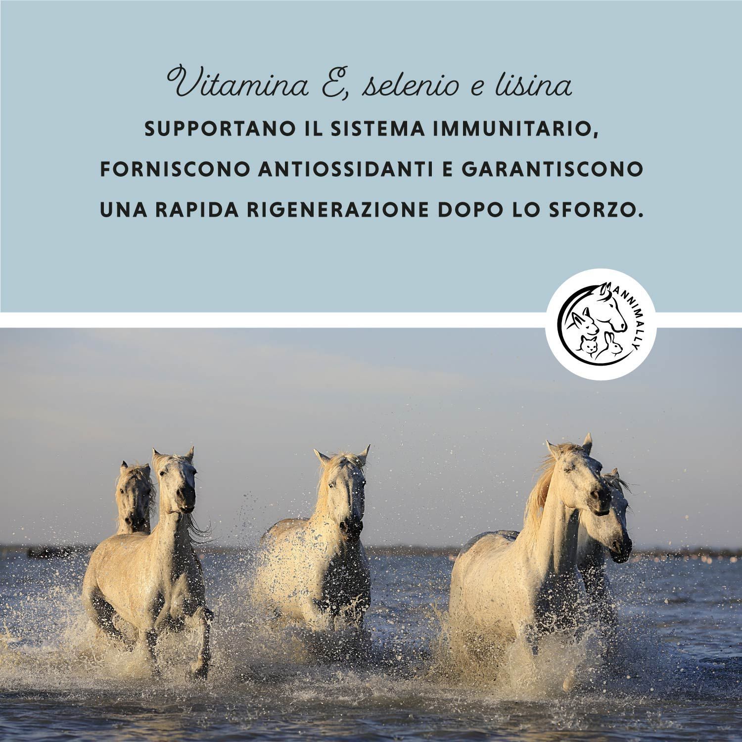 Testo su vitamina E, selenio e lisina. Logo: Cavallo. Cavalli nell'acqua.