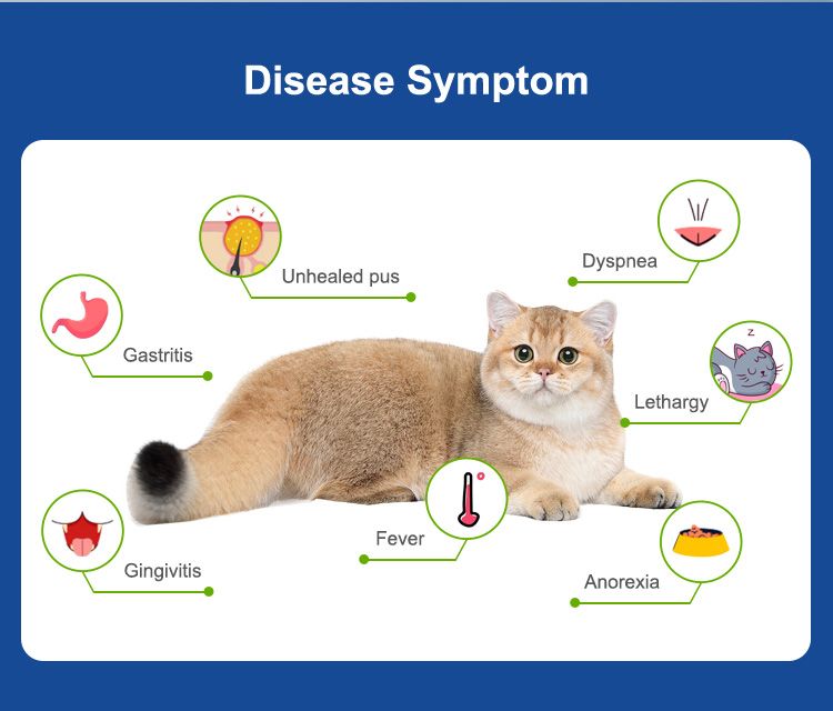Grafico di un gatto con sintomi come febbre, inappetenza, gengivite e letargia. Sfondo blu.