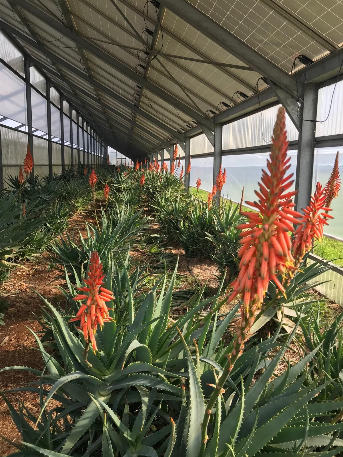 Fila di piante di aloe con fiori rossi in serra. Pannelli solari sul tetto.