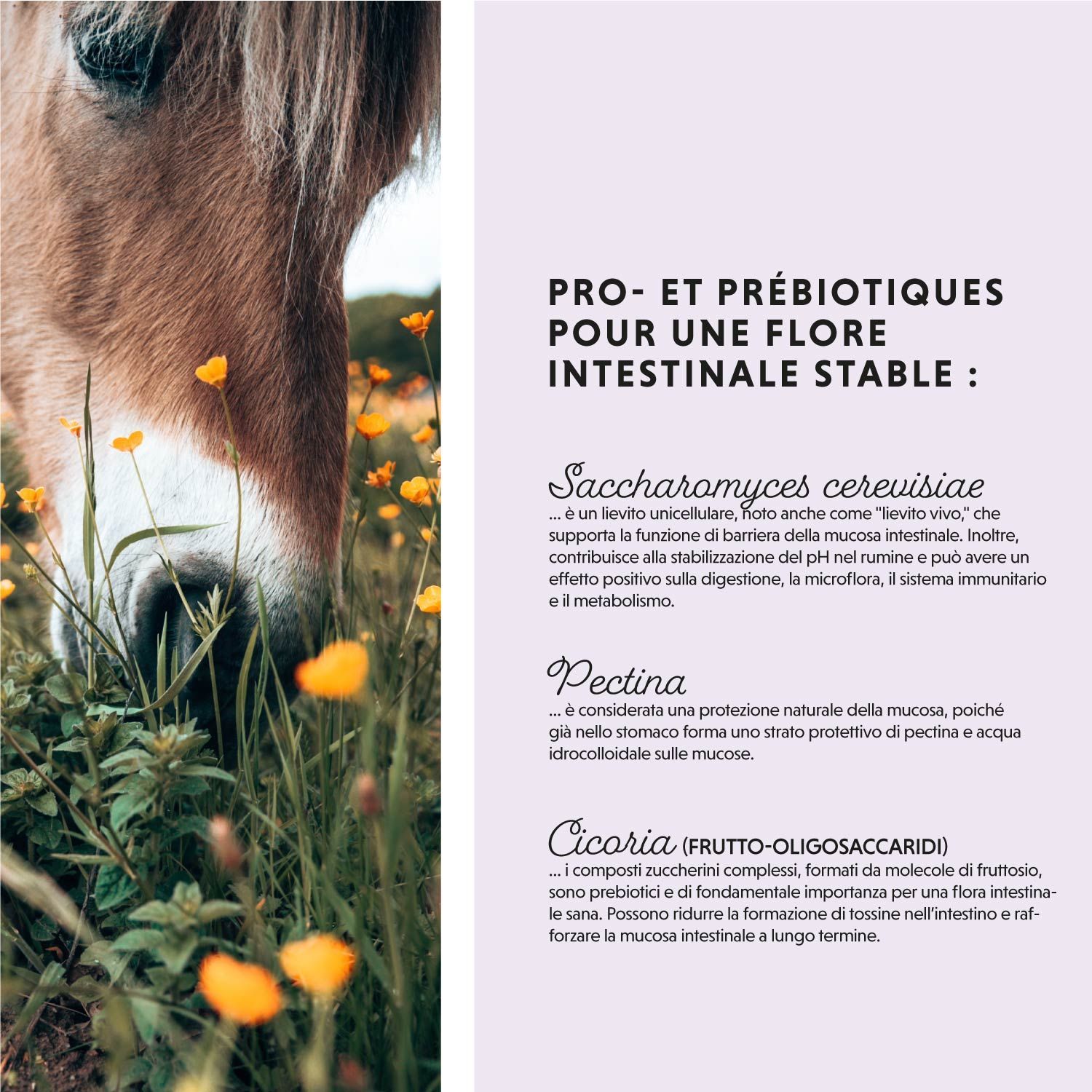 Primo piano di un cavallo che mangia erba. Testo su pro- e prebiotici per una flora intestinale stabile.