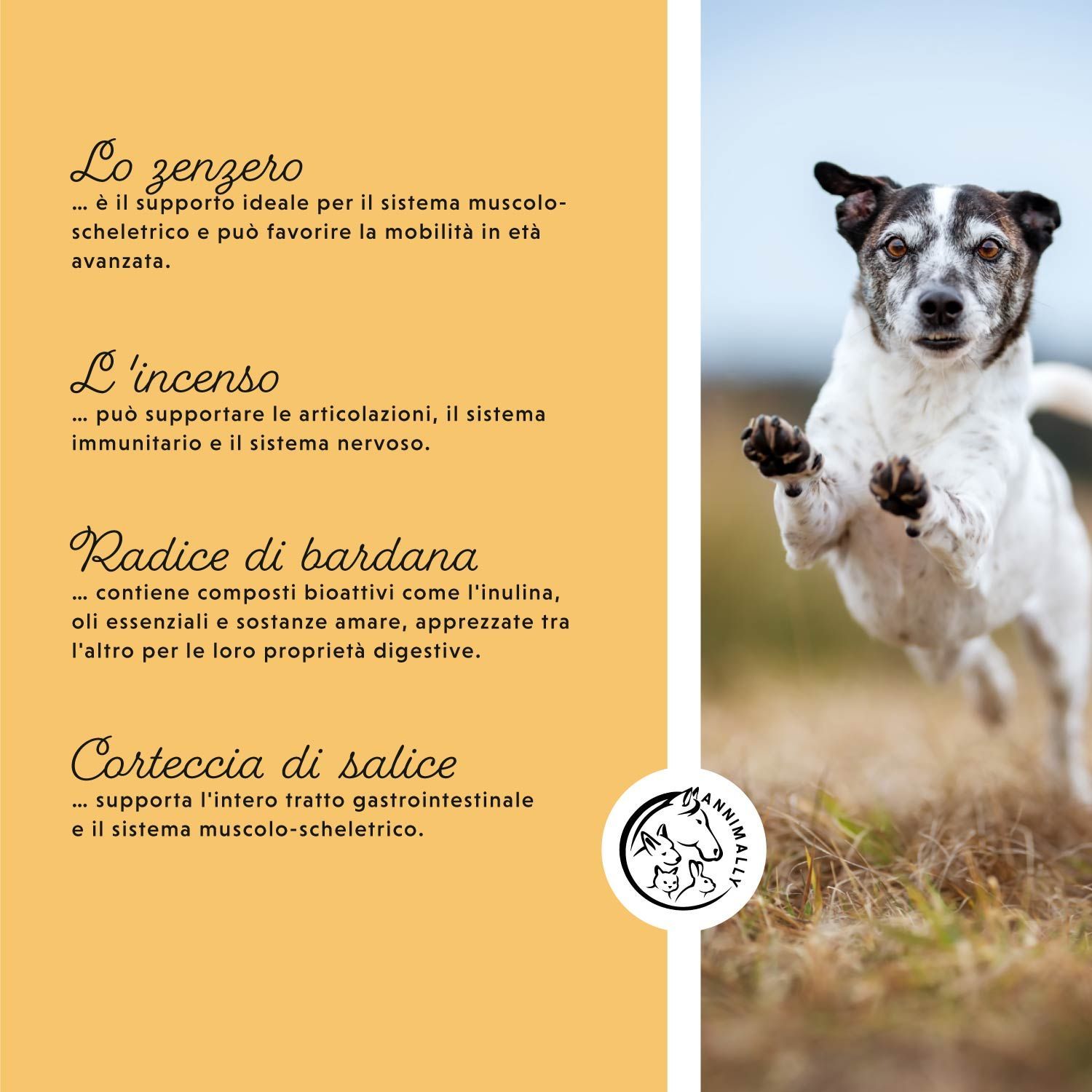 Cane salta. Testo: Lo zenzero, L'incenso, Radice di bardana, Corteccia di salice. Logo: Annimally.