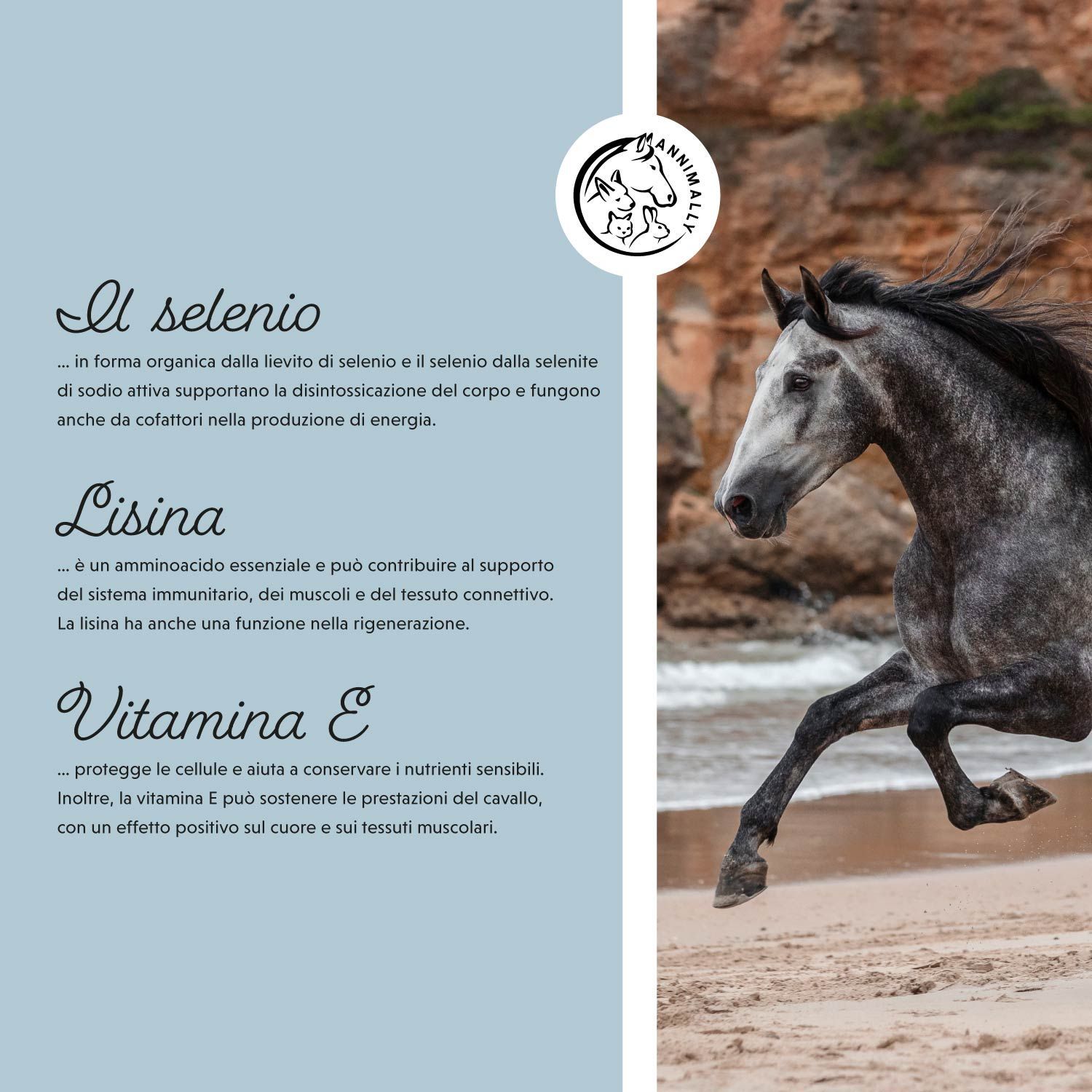 Testo su selenio, lisina e vitamina E. Logo: Cavallo. Un cavallo al galoppo sulla spiaggia.