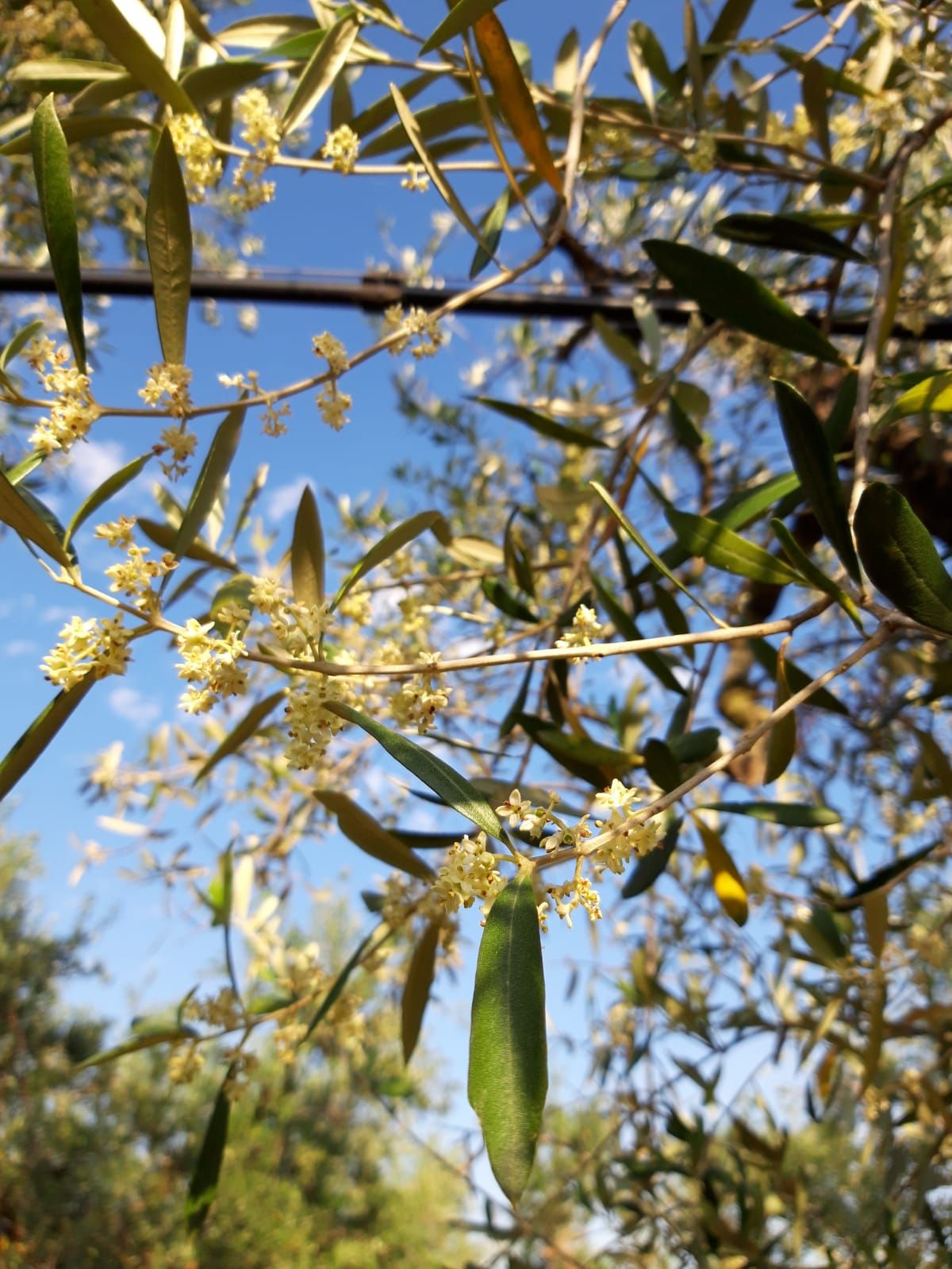 Terradiva olio extravergina di oliva biologico Con Brio