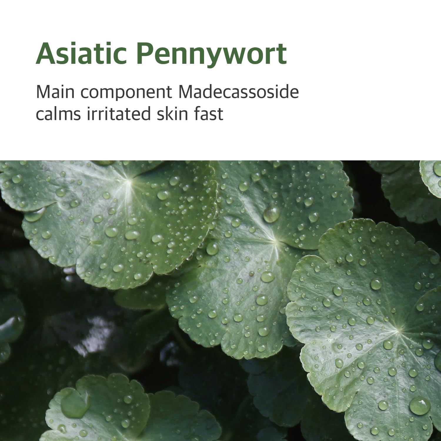 Primo piano di foglie di Centella Asiatica con gocce d'acqua. Testo: Il componente principale Madecassoside lenisce rapidamente la pelle irritata.