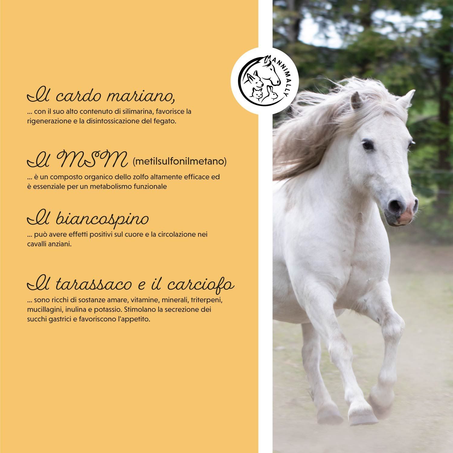 Cavallo con testo: Il cardo mariano, Il MSM, Il biancospino, Il tarassaco e il carciofo. Logo con cavallo, cane e coniglio.