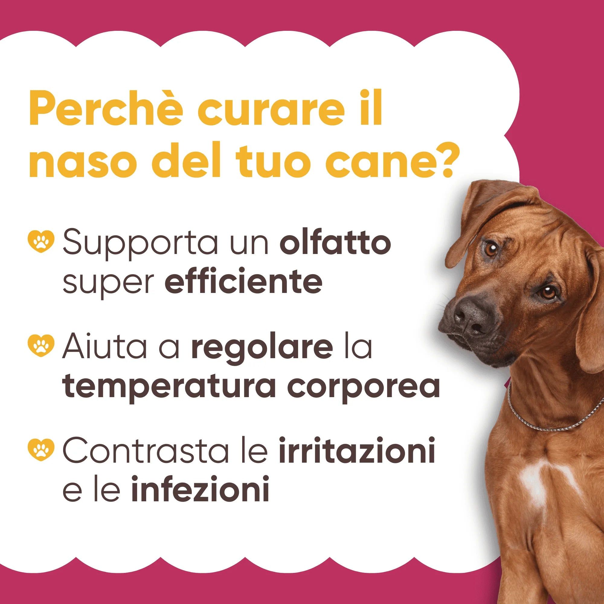 Cane con testo: Perché curare il naso del tuo cane? Vantaggi: olfatto, temperatura, irritazioni.