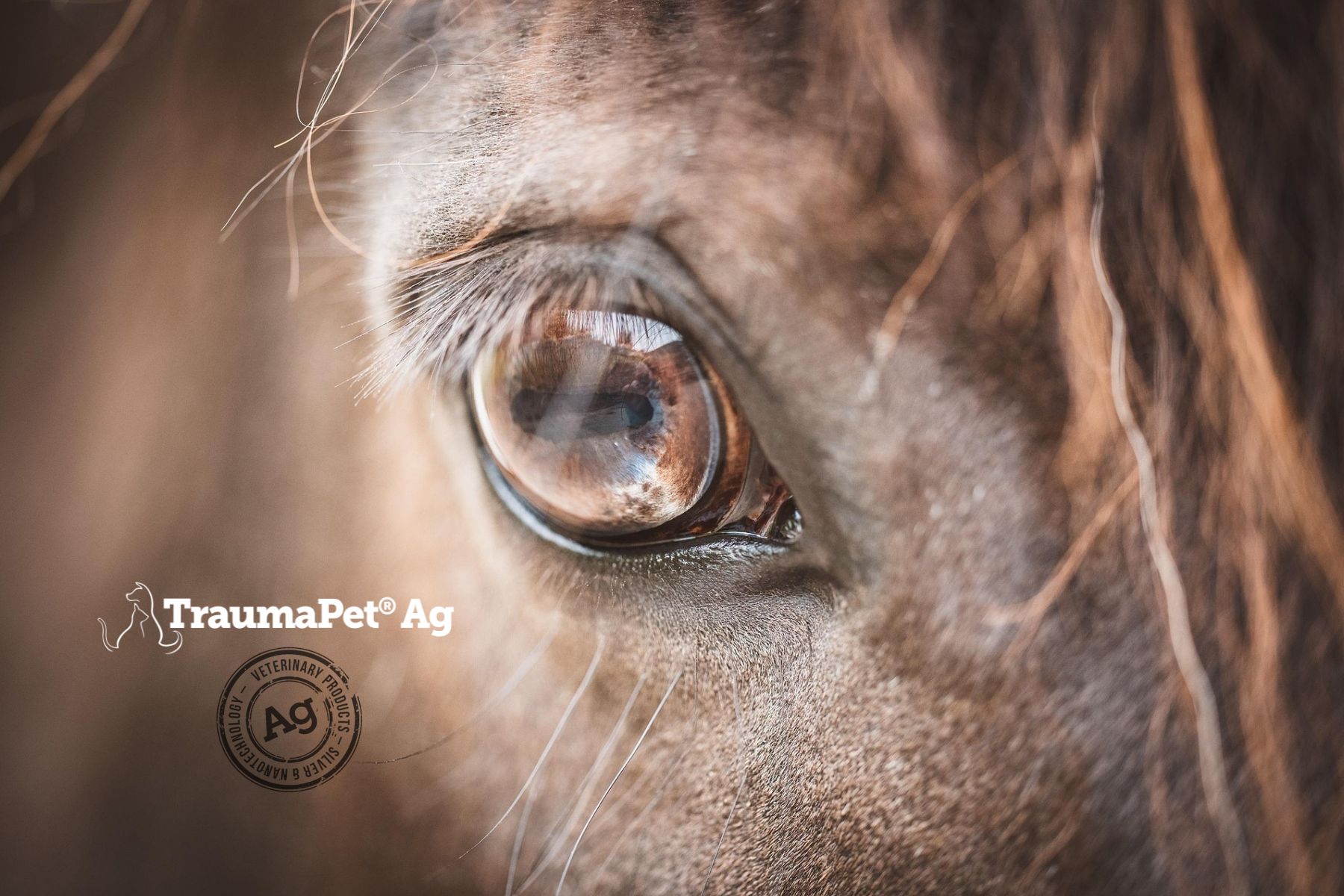 Occhio di cavallo marrone. Primo piano. Logo TraumaPet Ag e marchio di qualità.