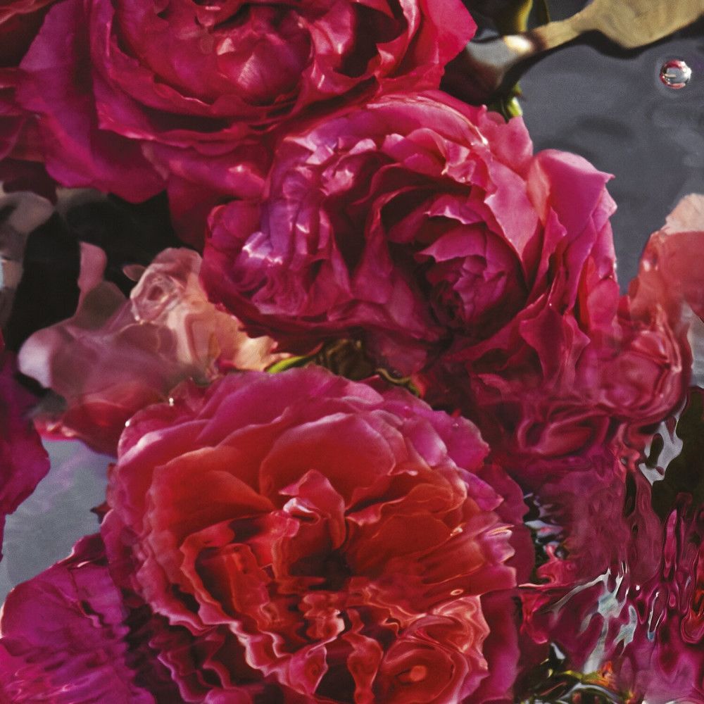 Primo piano di petali di rose rosse sott'acqua. I petali sono di diverse tonalità di rosso e leggermente trasparenti.