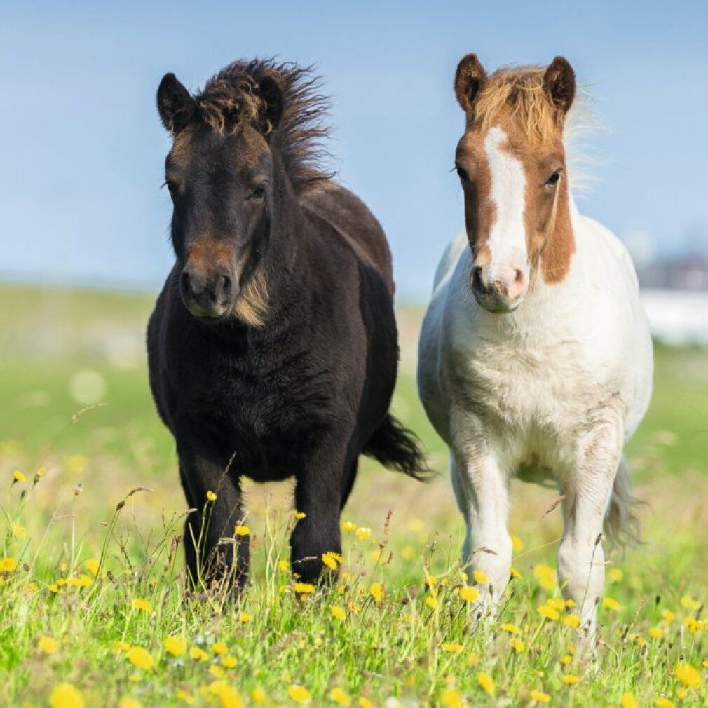 Primo piano di una testa di cavallo con criniera bionda. Il cavallo è in un campo di girasoli.
