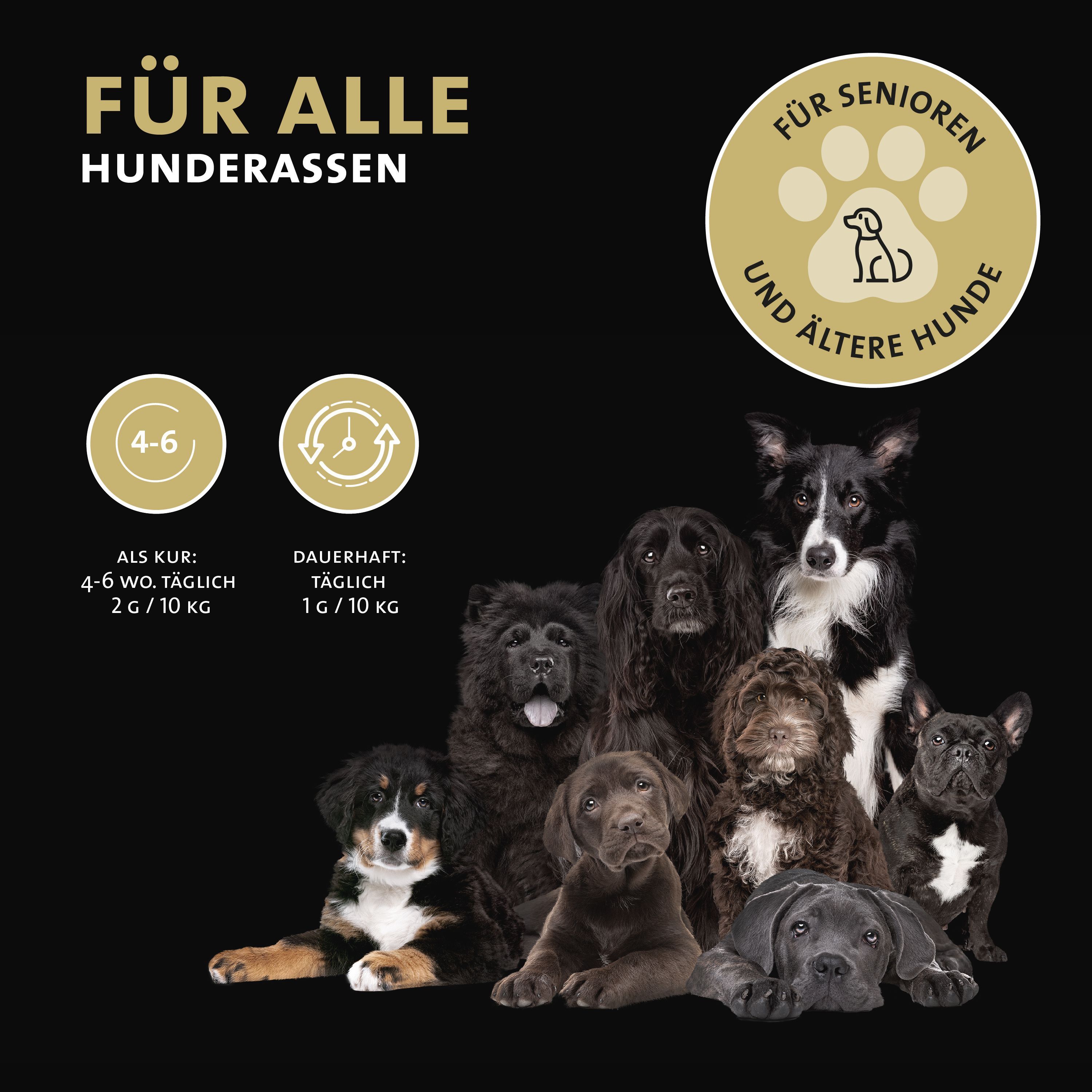 Gruppo di cani di varie razze, logo Peticare per anziani.