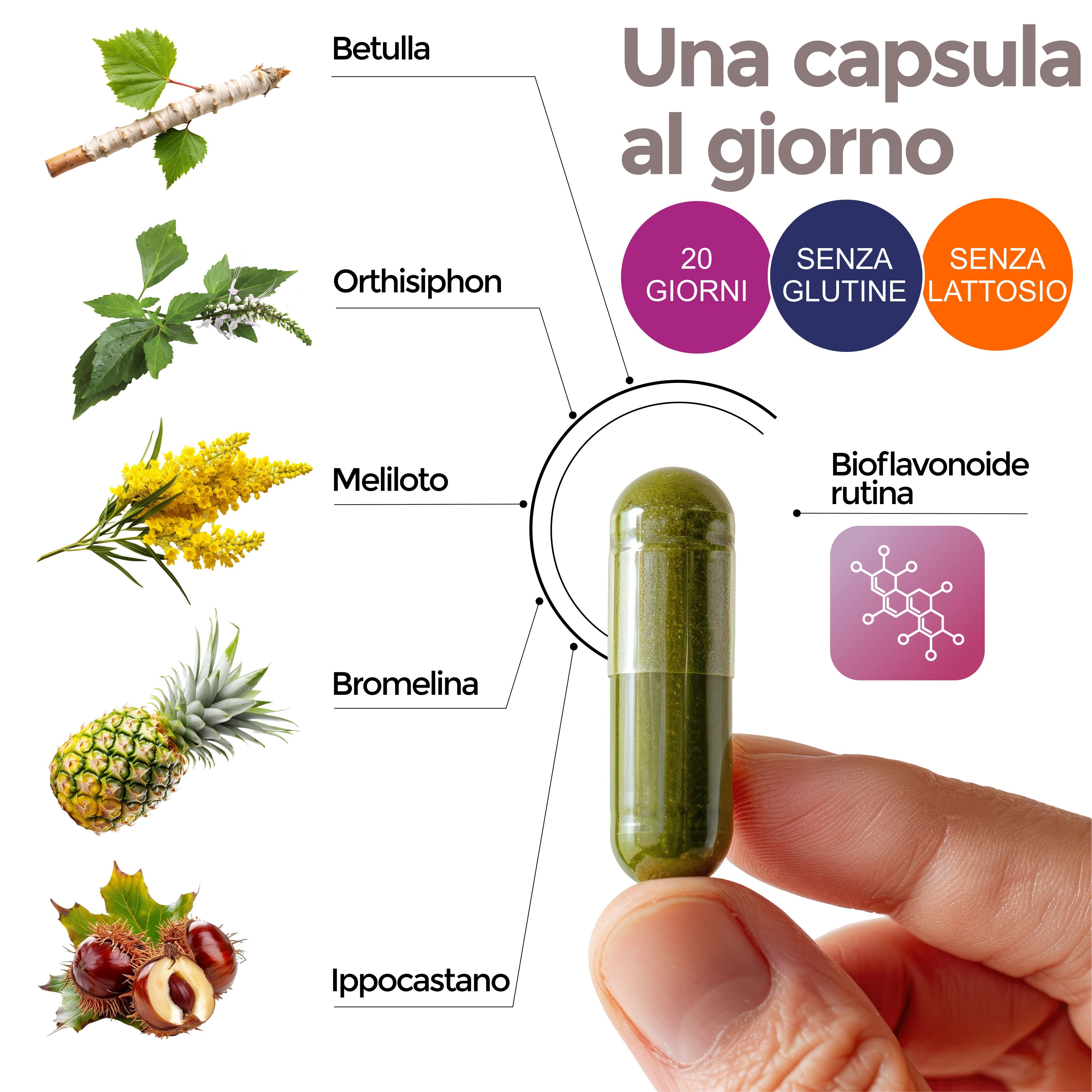 Capsula verde in mano. Illustrazioni di piante e ingredienti: Betulla, Orthosiphon, Meliloto, Bromelina, Ippocastano. Testo: Senza glutine, lattosio.