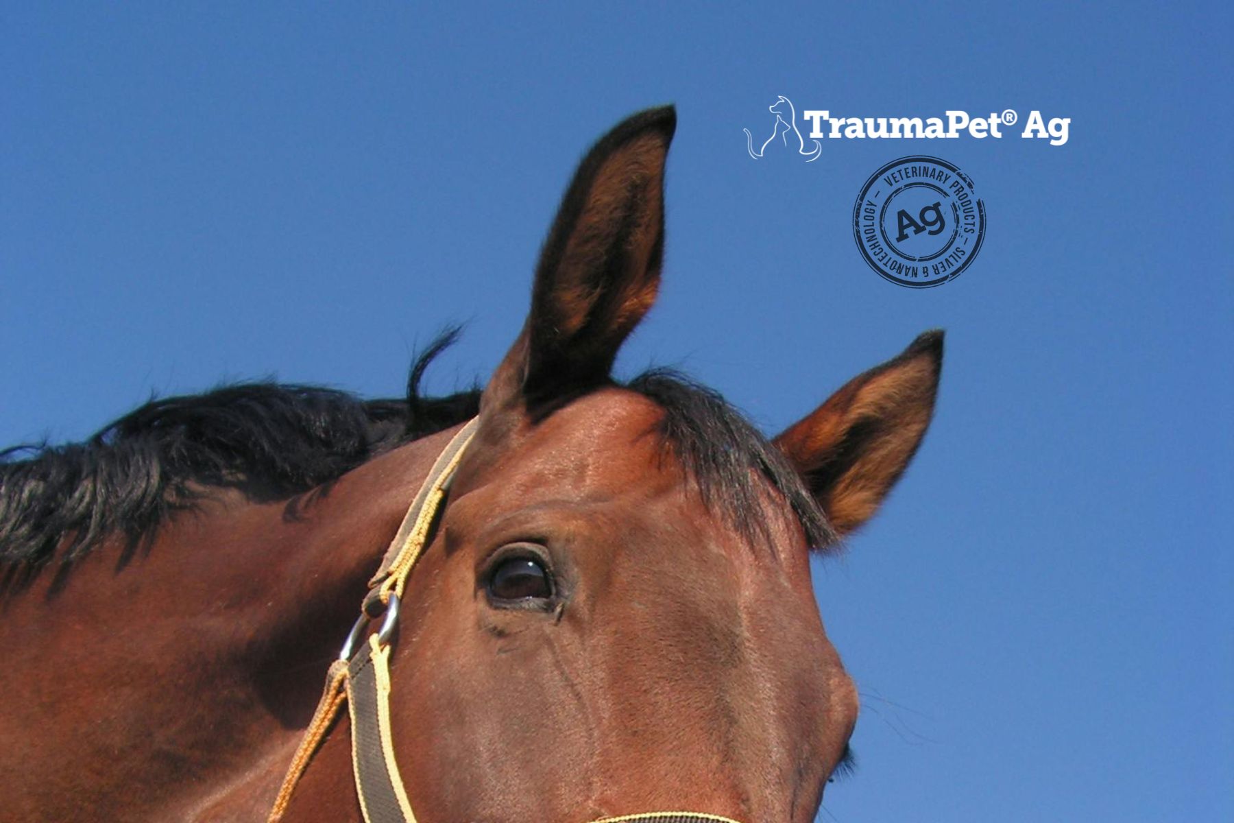 Testa di cavallo, orecchie dritte. Logo: TraumaPet Ag, Veterinarian Approved. Cielo blu.