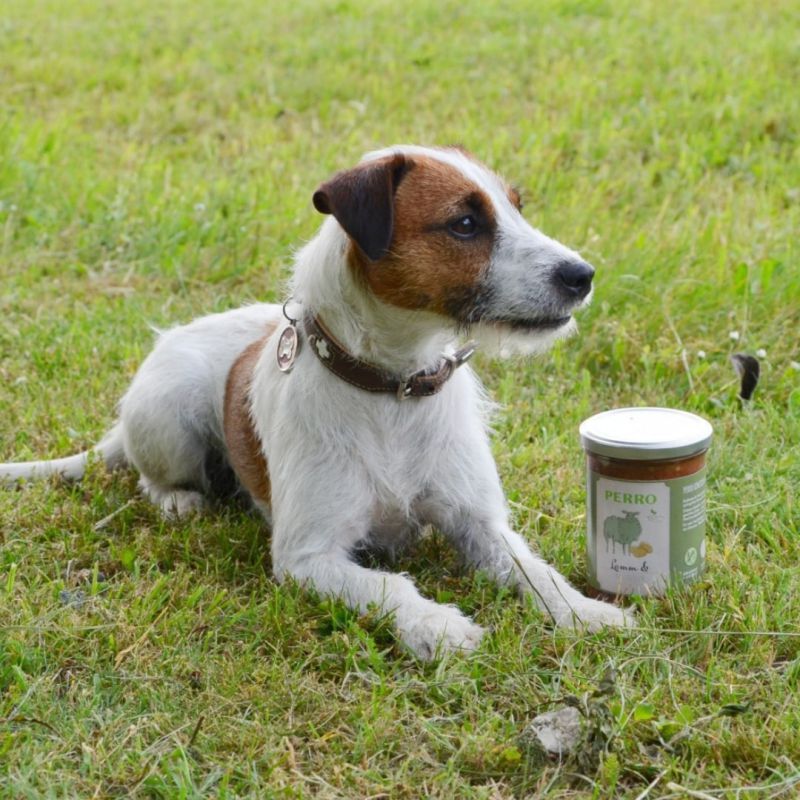 Cane accanto a vaso con etichetta. Scritta PERRO, Agnello & Carota, illustrazione pecora e carote. Coperchio verde.