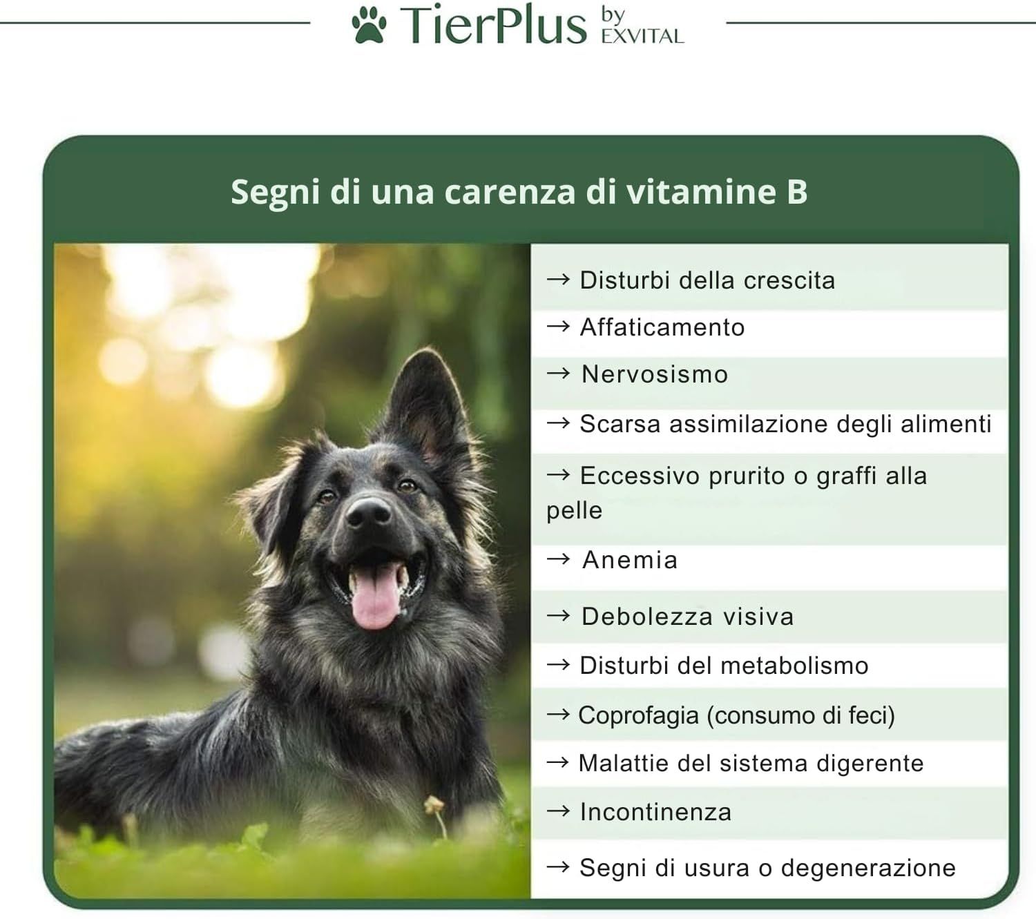 EXVital Vitamina B-Complesso. Panoramica degli ingredienti. 7 vitamine B essenziali. Per cani e gatti. TierPlus.