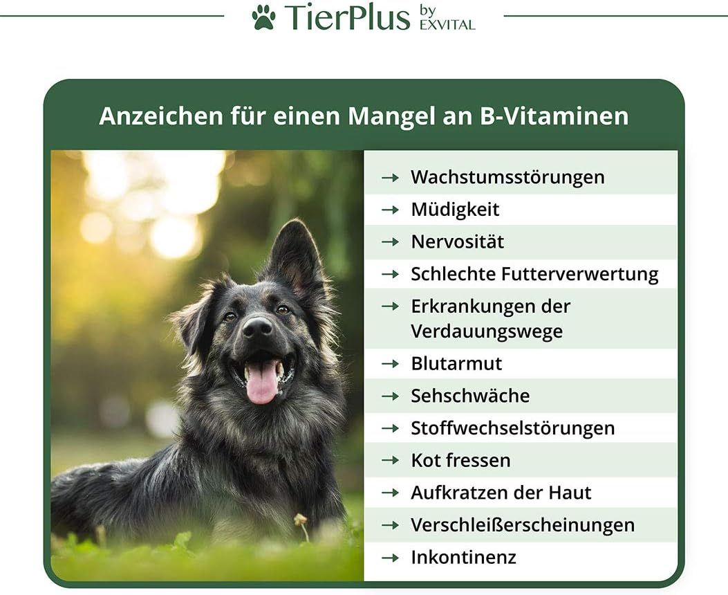 Segni di carenza di vitamina B. Cane nell'erba. Stanchezza, nervosismo, disturbi digestivi, anemia, ecc.