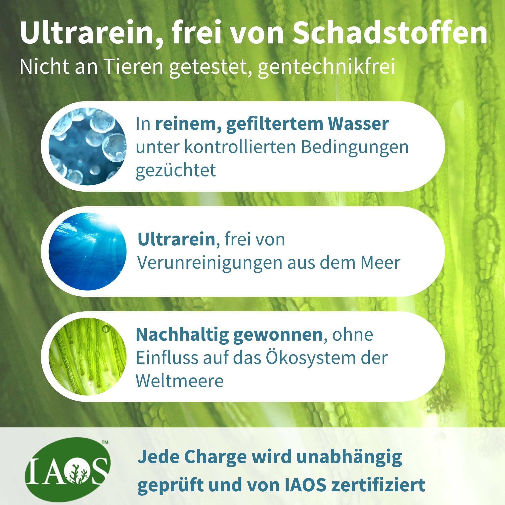 Infografica con testo sulla produzione di olio di alghe ultra puro. Certificazione IAOS. Testo: Ultra puro, privo di contaminanti. Non testato sugli animali, senza OGM.