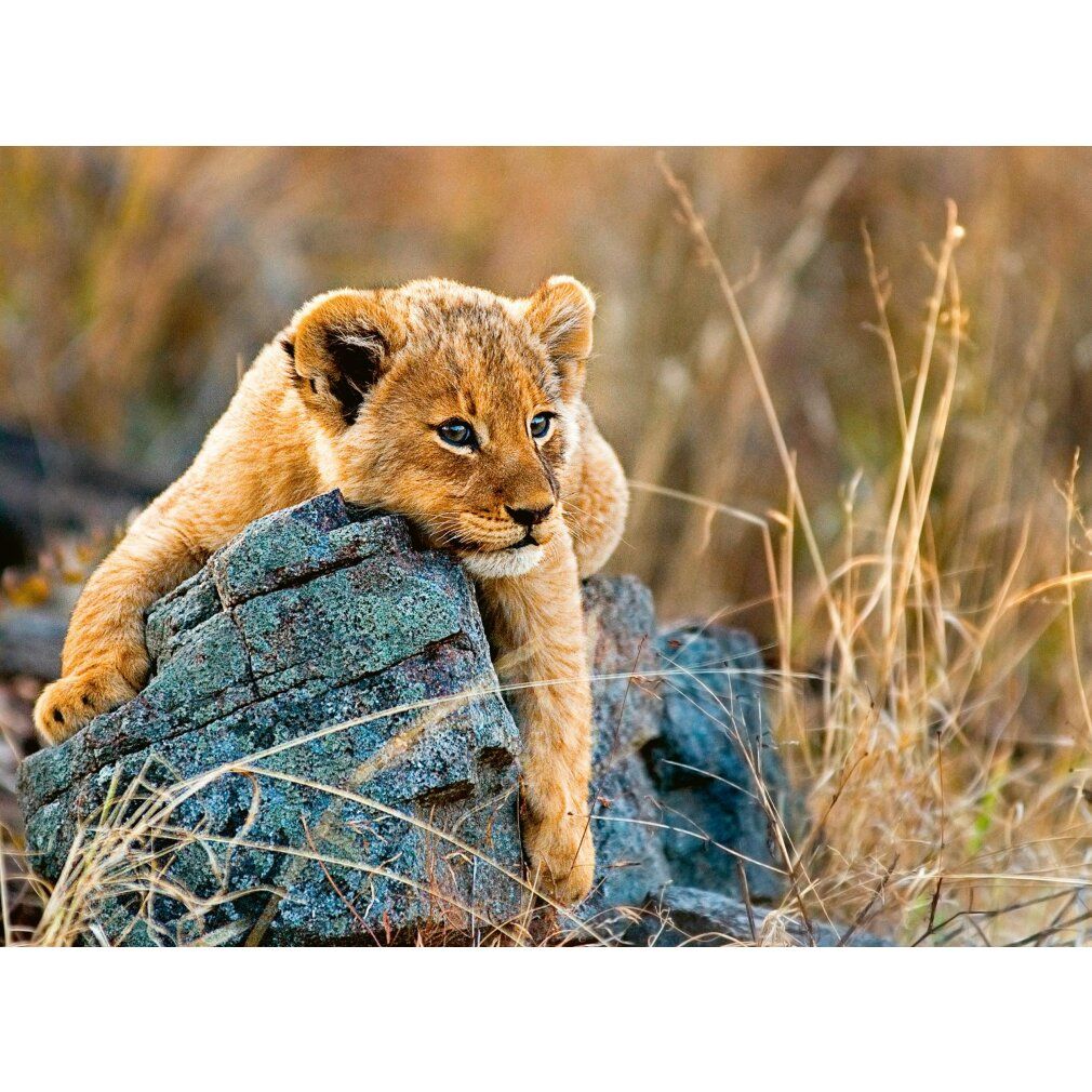 Un cucciolo di leone sdraiato su una roccia. Sfondo: erba e cespugli. Rappresentazione dettagliata dell'animale.